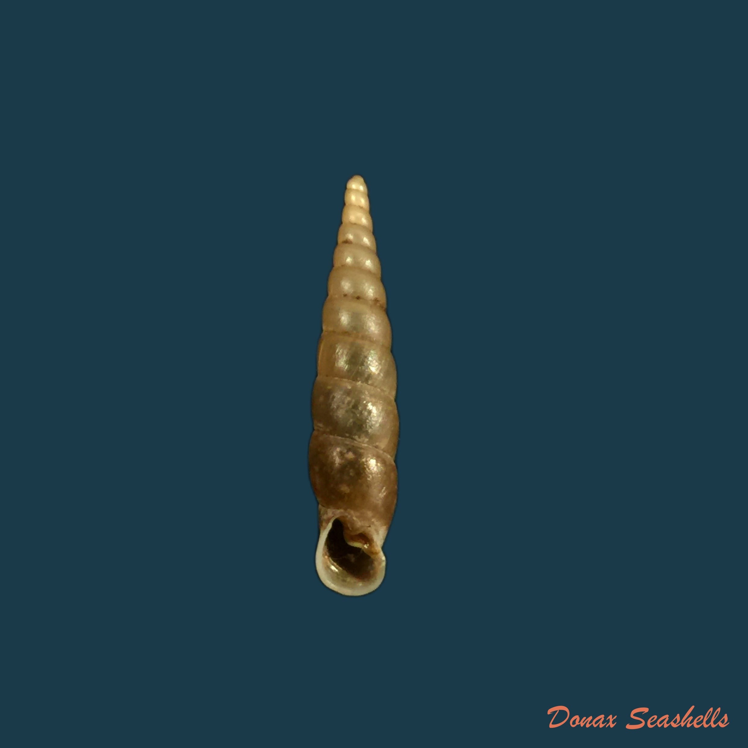 copia-de-phaedusa-filicostata-lucens-loosjes-1953-18-6mm