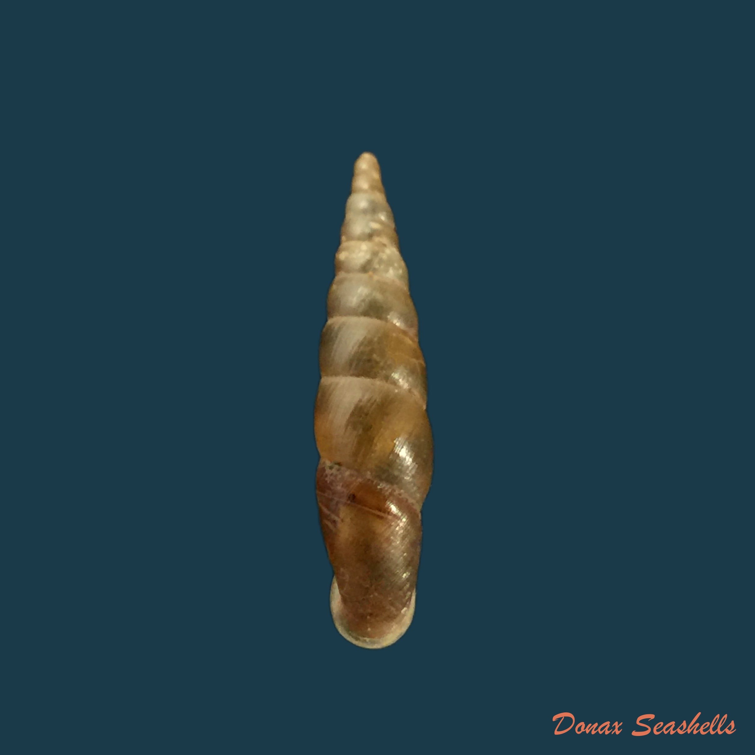 copia-de-phaedusa-filicostata-lucenus-loosjes-1953-19-9mm