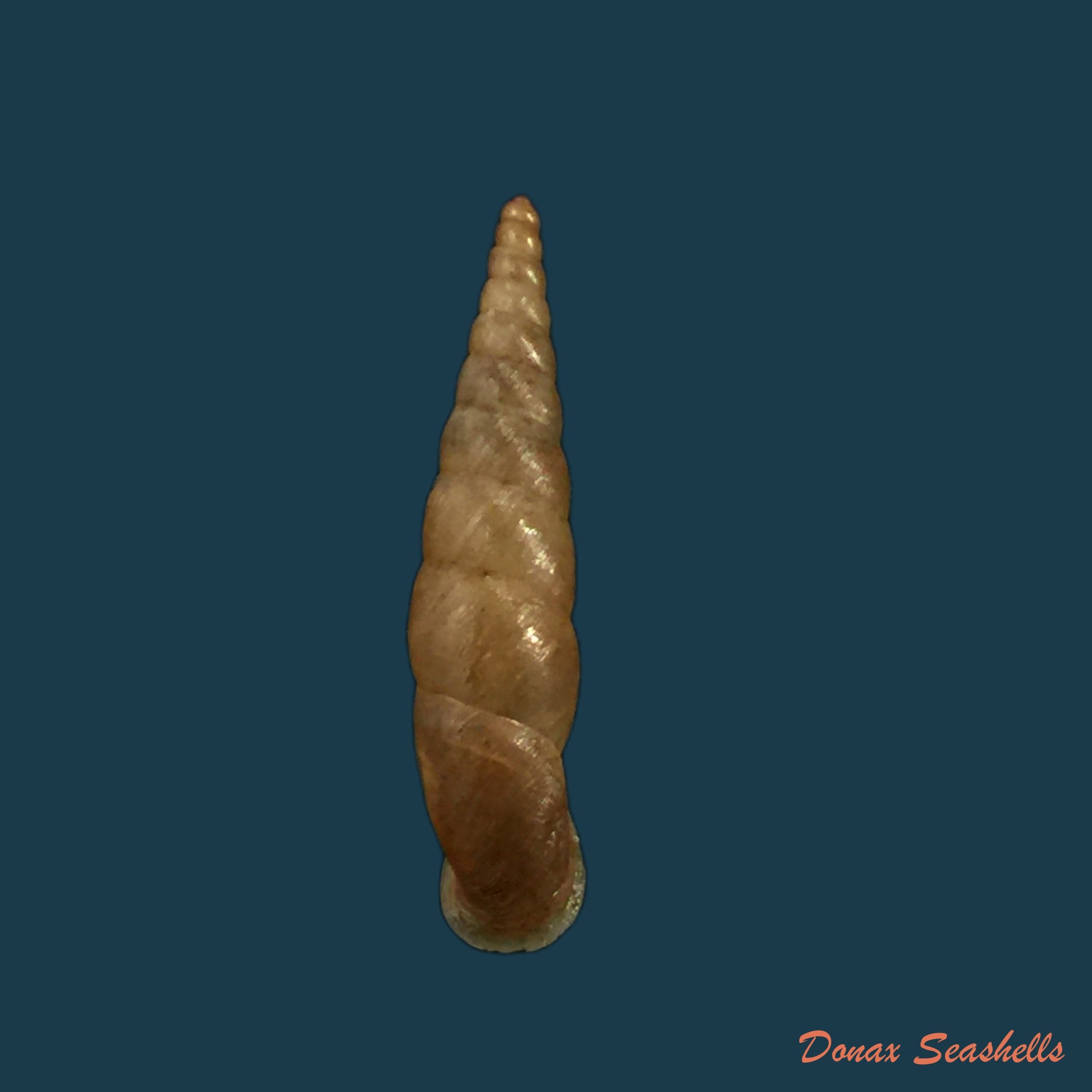copia-de-phaedusa-filicostata-stoliczka-20-1mm