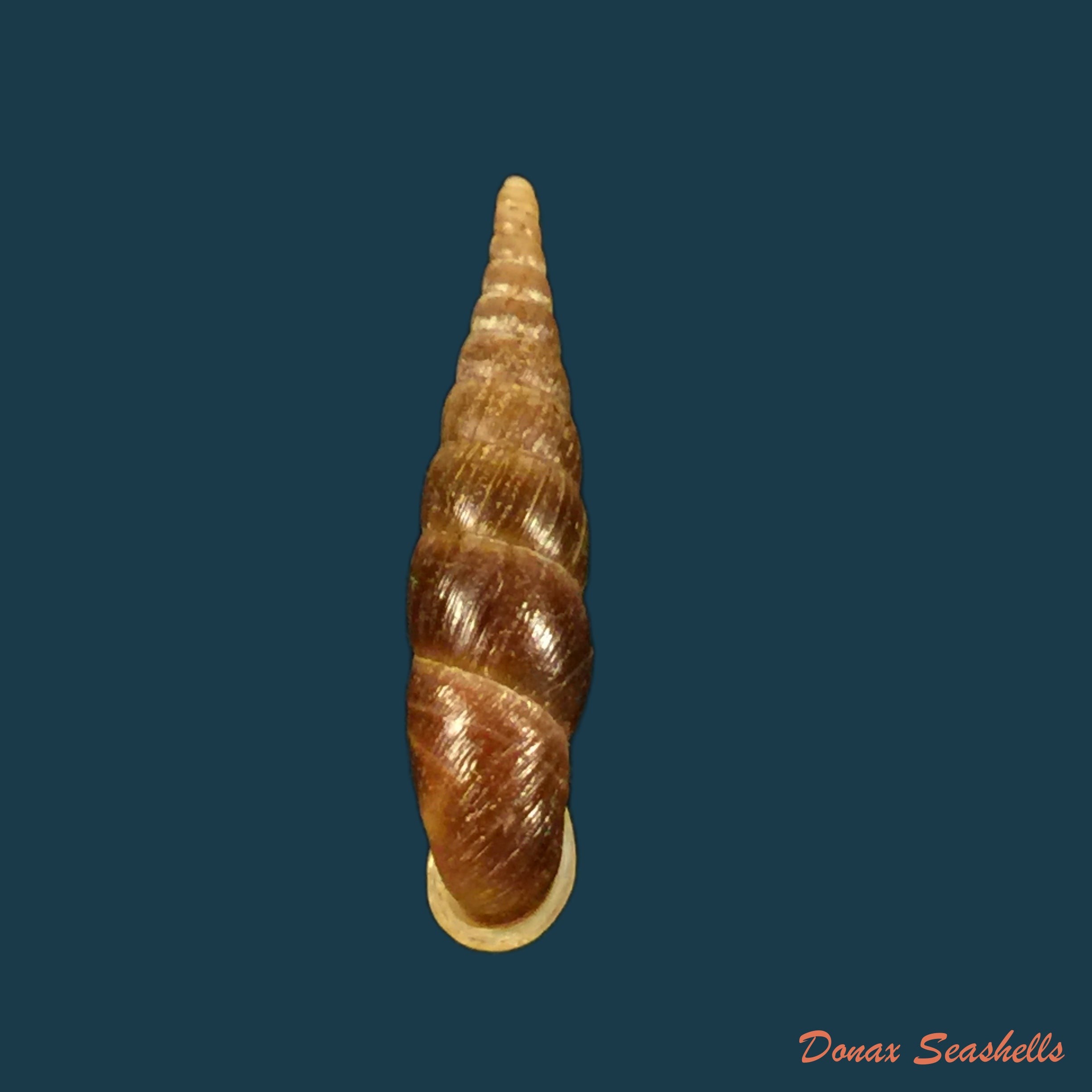 copia-de-phaedusa-horikawai-kuroda-1941-28-3mm-1