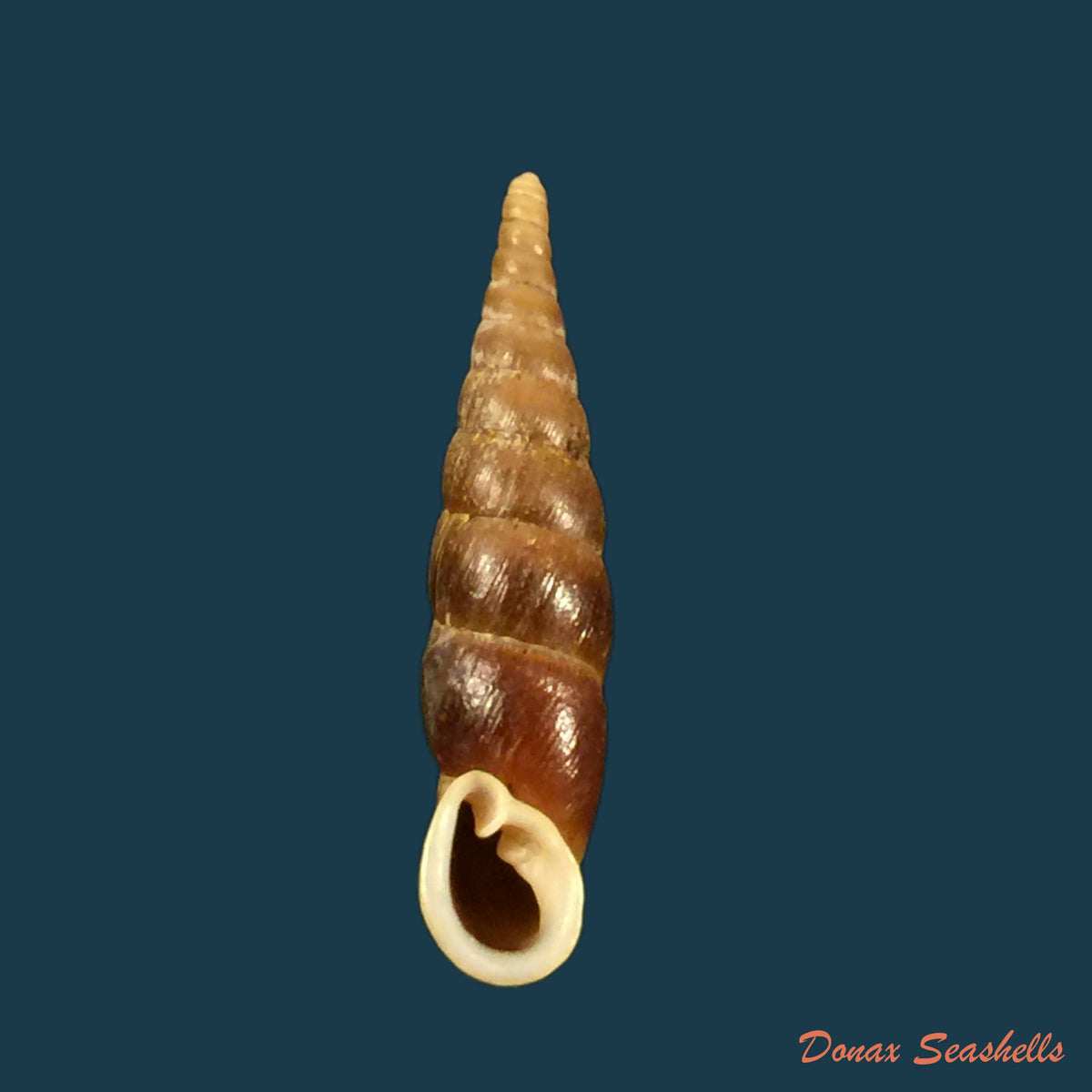 copia-de-phaedusa-horikawai-kuroda-1941-28-3mm-1