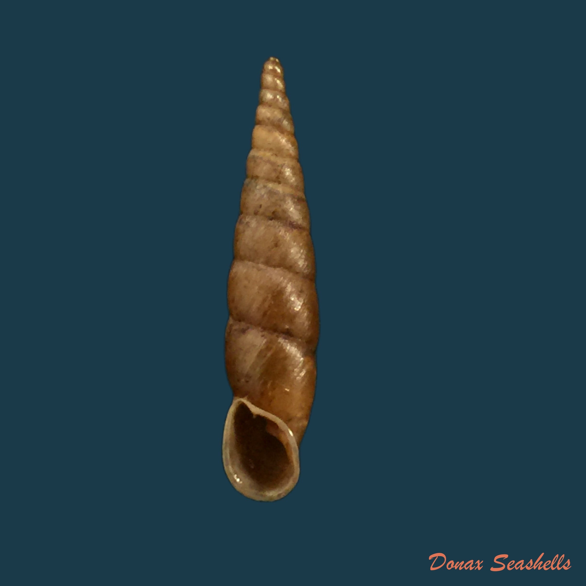 copia-de-phaedusa-horikawai-kuroda-1941-28-3mm