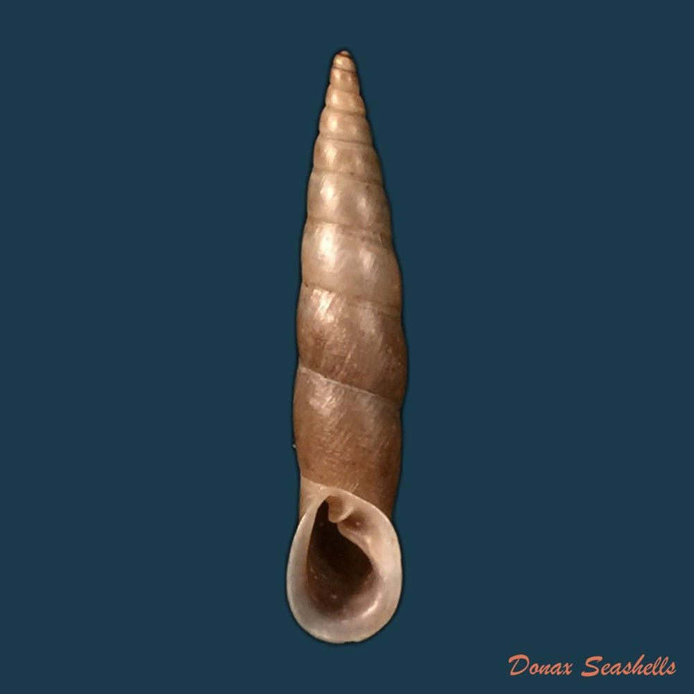 copia-de-phaedusa-recondita-sykes-1894-29mm