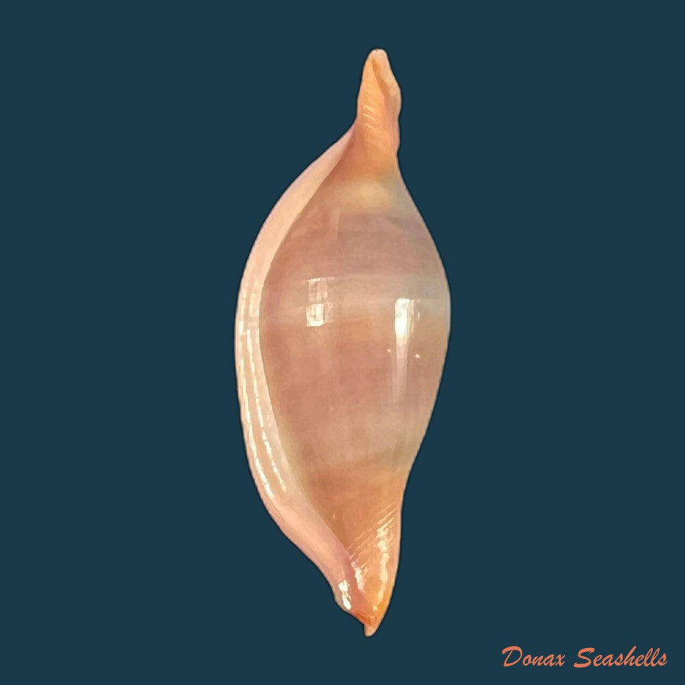 copia-de-phenacovolva-barbieri-lorenz-fehse-2009-31-8mm