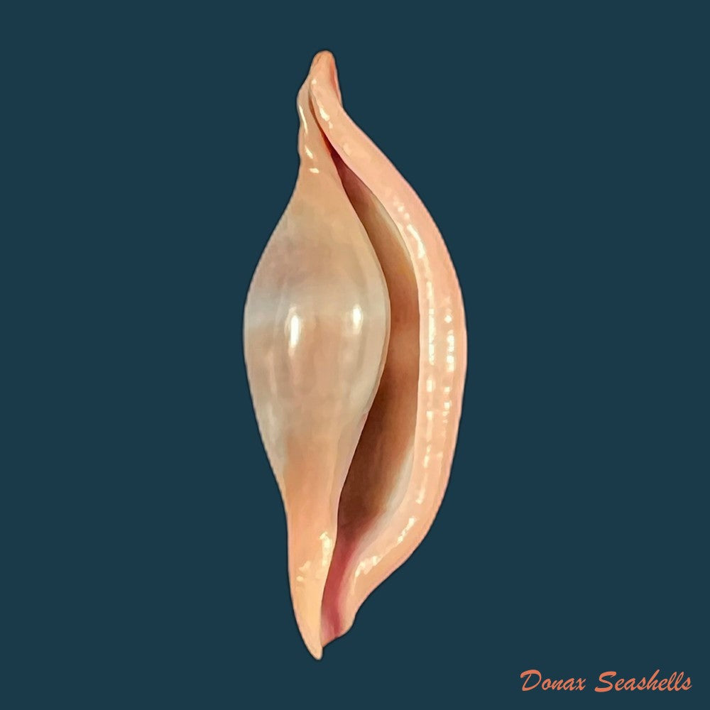 copia-de-phenacovolva-barbieri-lorenz-fehse-2009-31-8mm