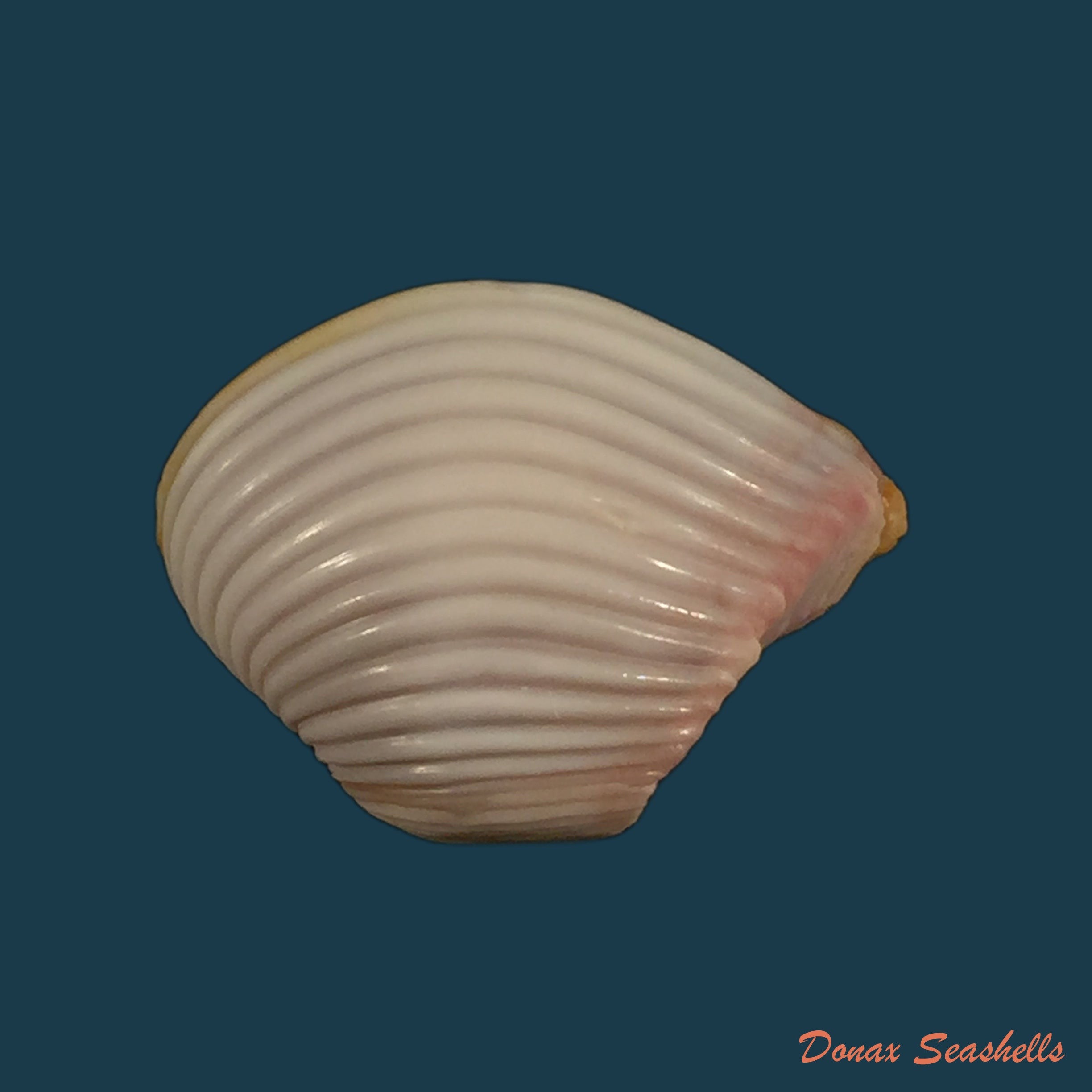 copia-de-phenacovolva-lindae-petuch-1987