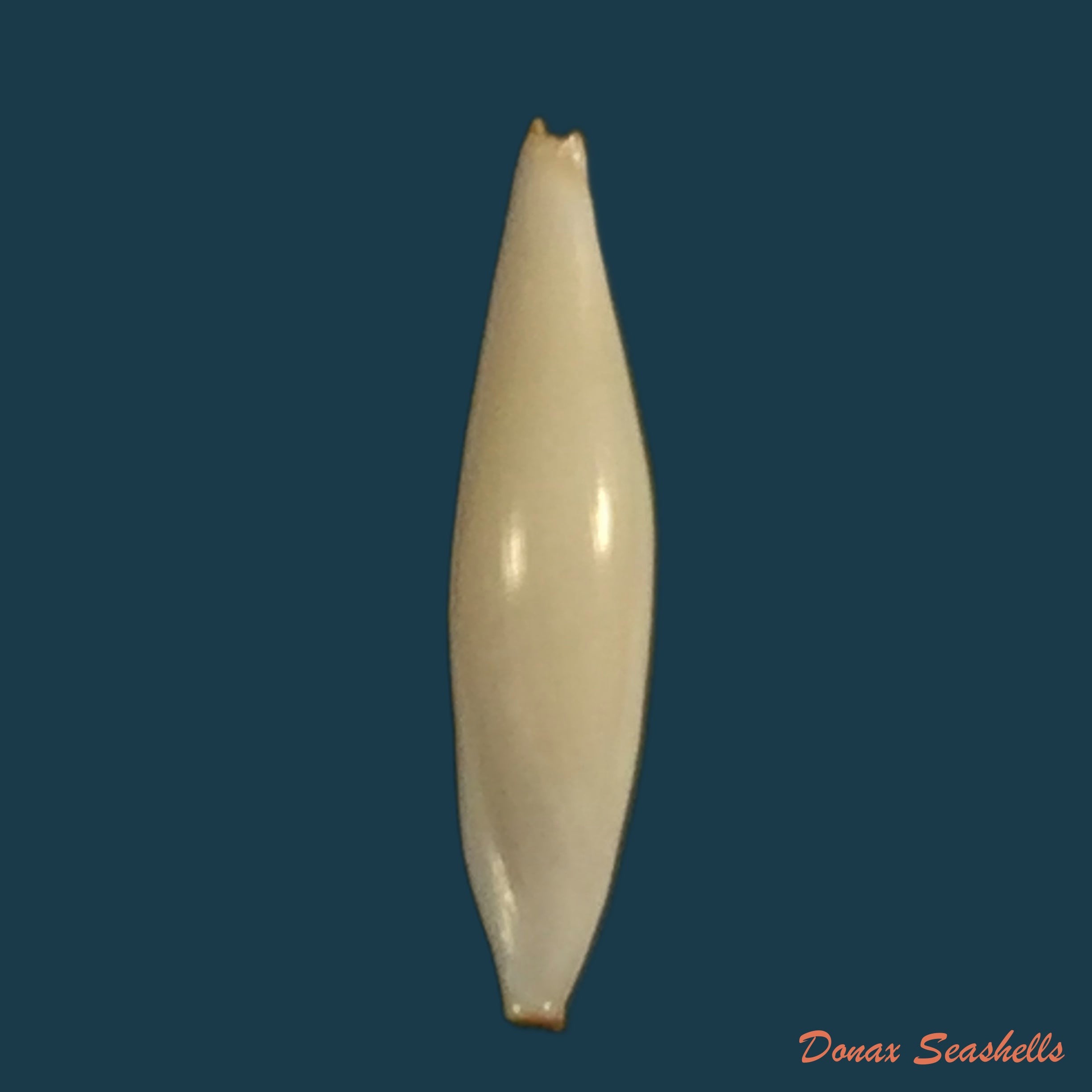 copia-de-phenacovolva-philippinarum-g-b-sowerby-ii-1848
