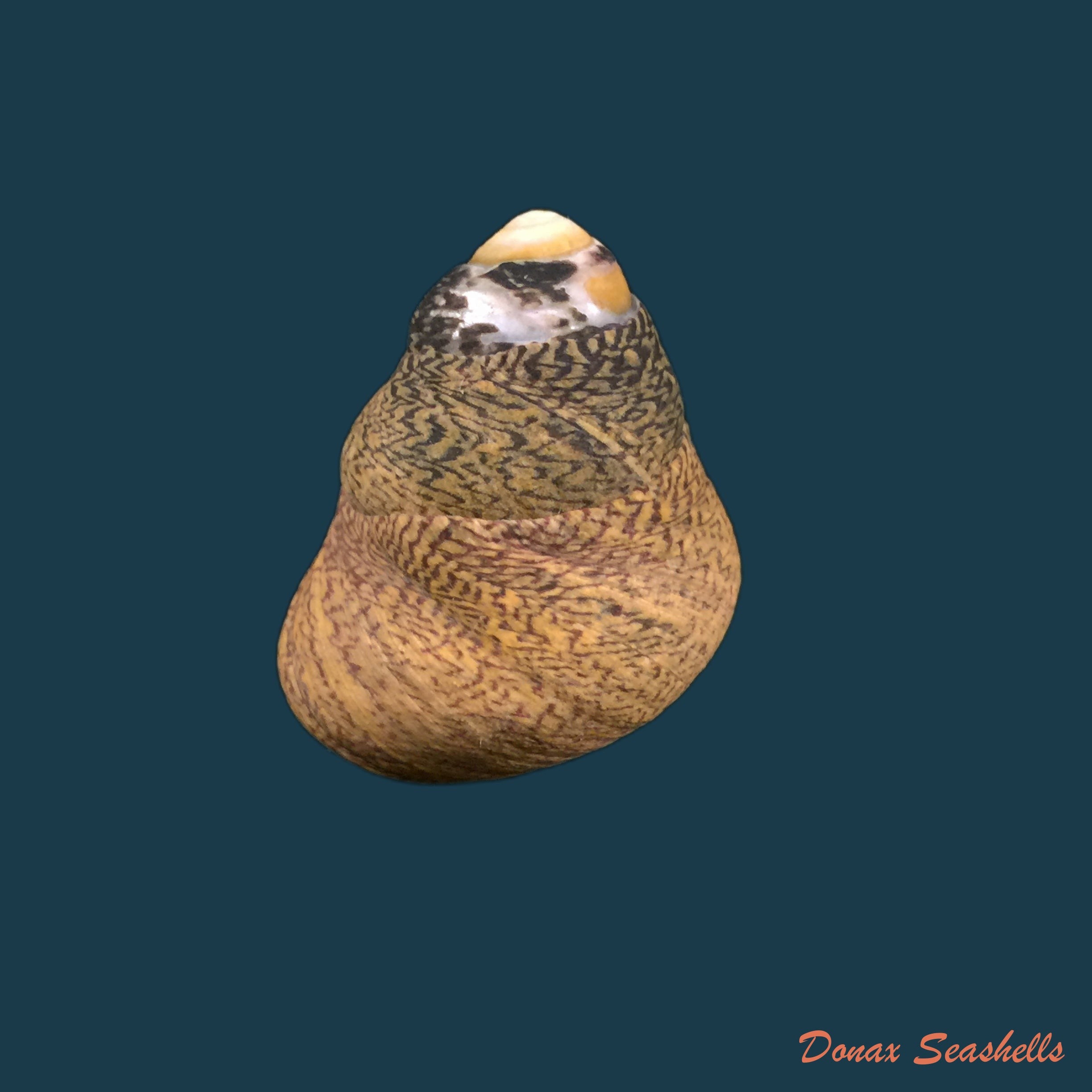 copia-de-phorcus-turbinatus-born-1778-24-3mm