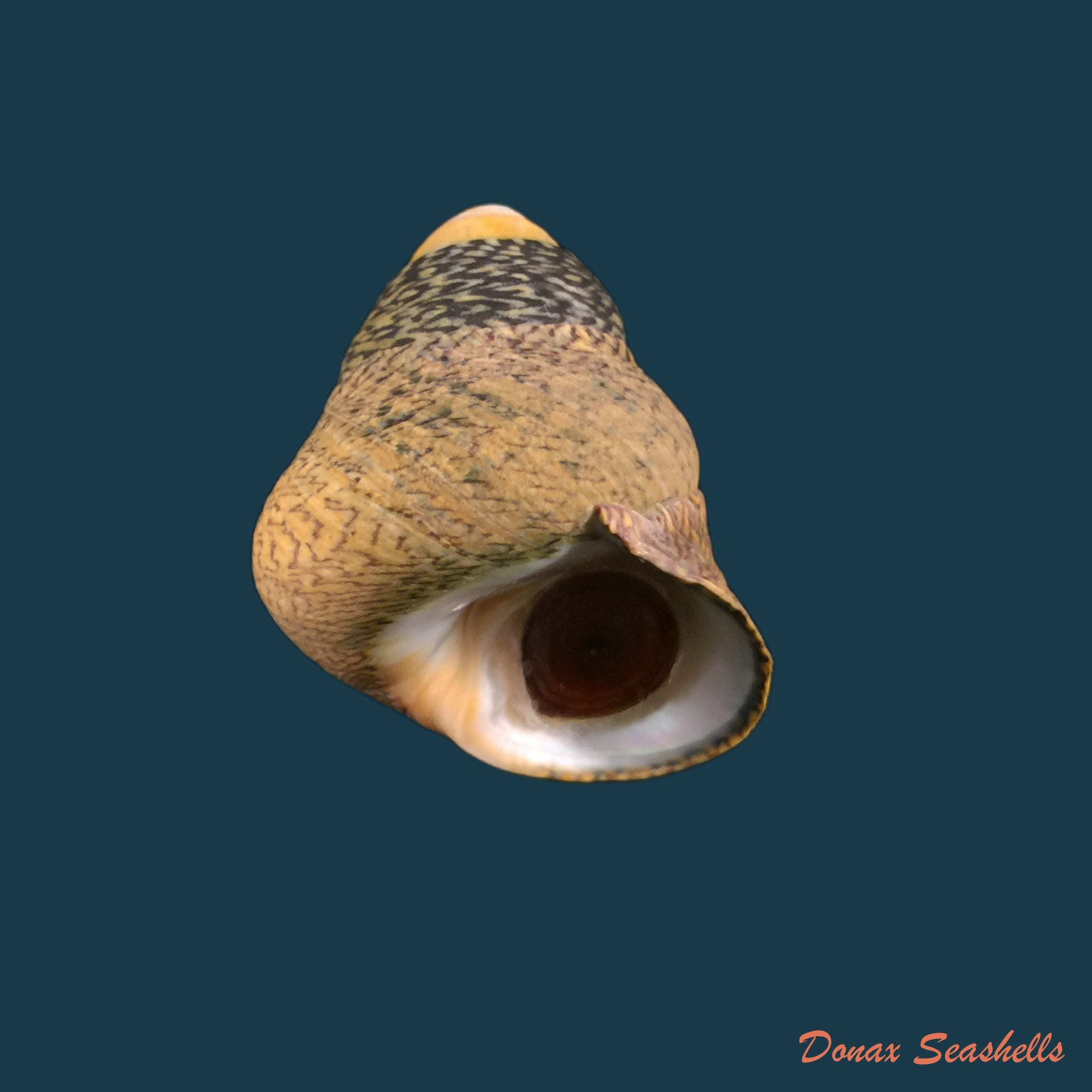 copia-de-phorcus-turbinatus-born-1778-24-3mm