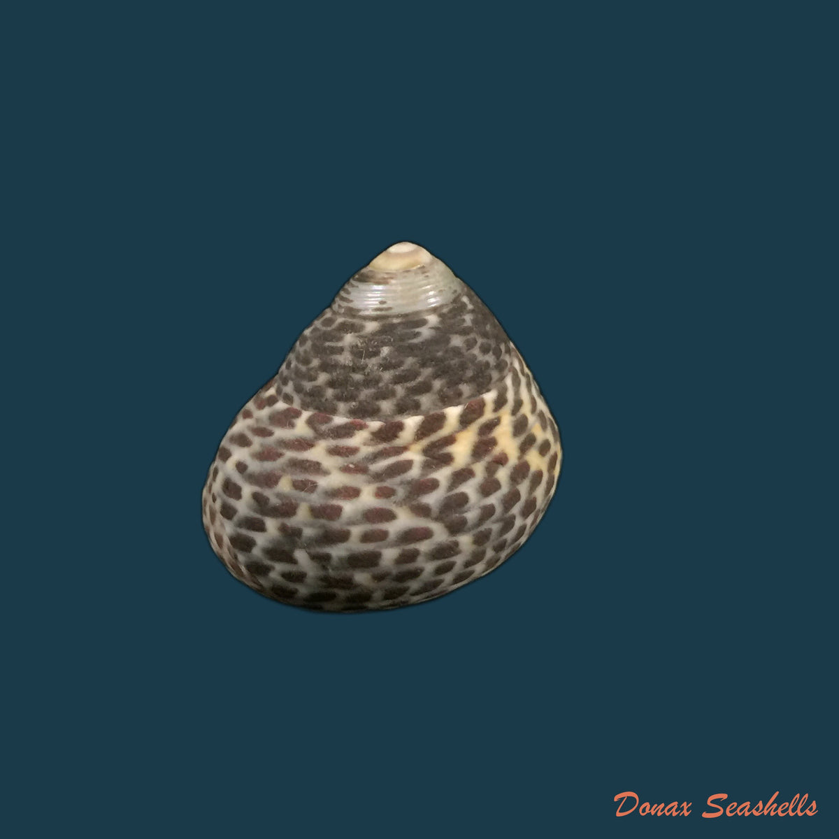 copia-de-phorcus-turbinatus-born-1778-25-3mm