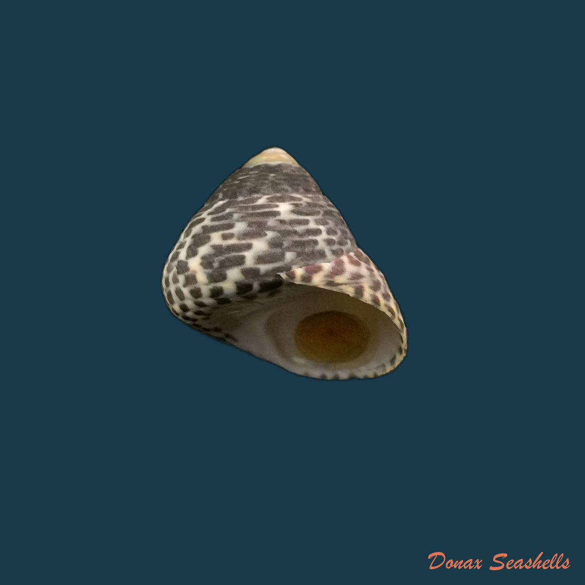 copia-de-phorcus-turbinatus-born-1778-25-3mm
