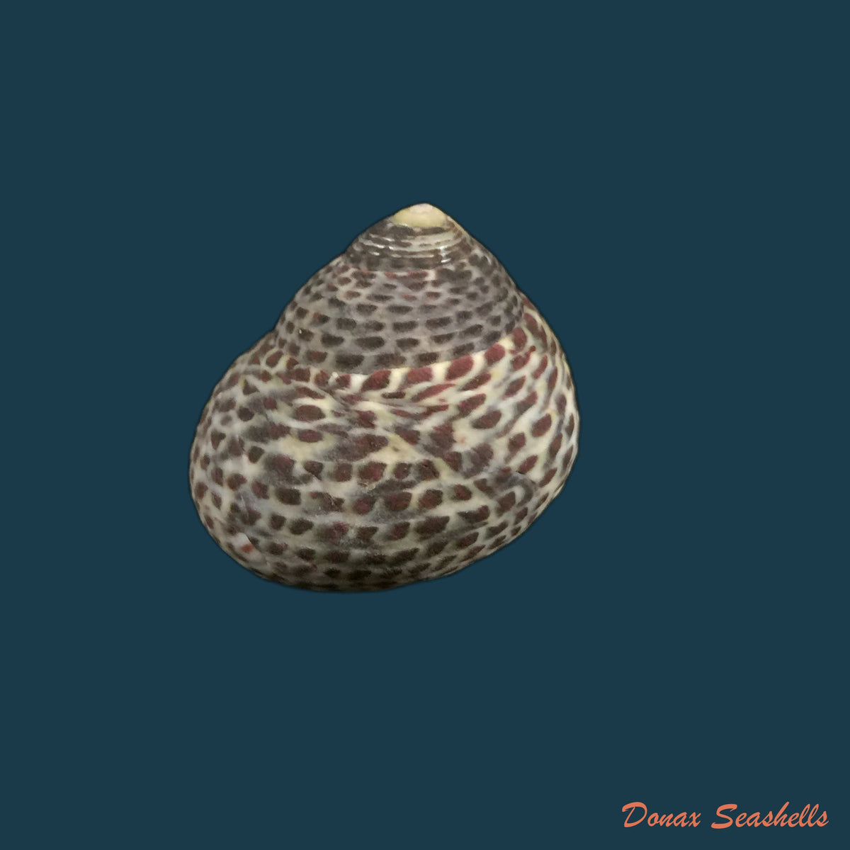 copia-de-phorcus-turbinatus-born-1778-25-7mm