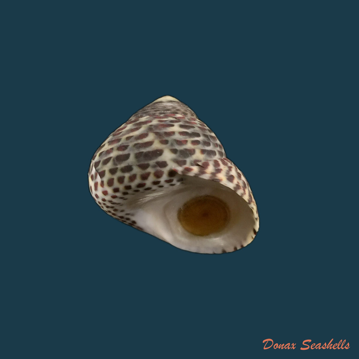 copia-de-phorcus-turbinatus-born-1778-25-7mm