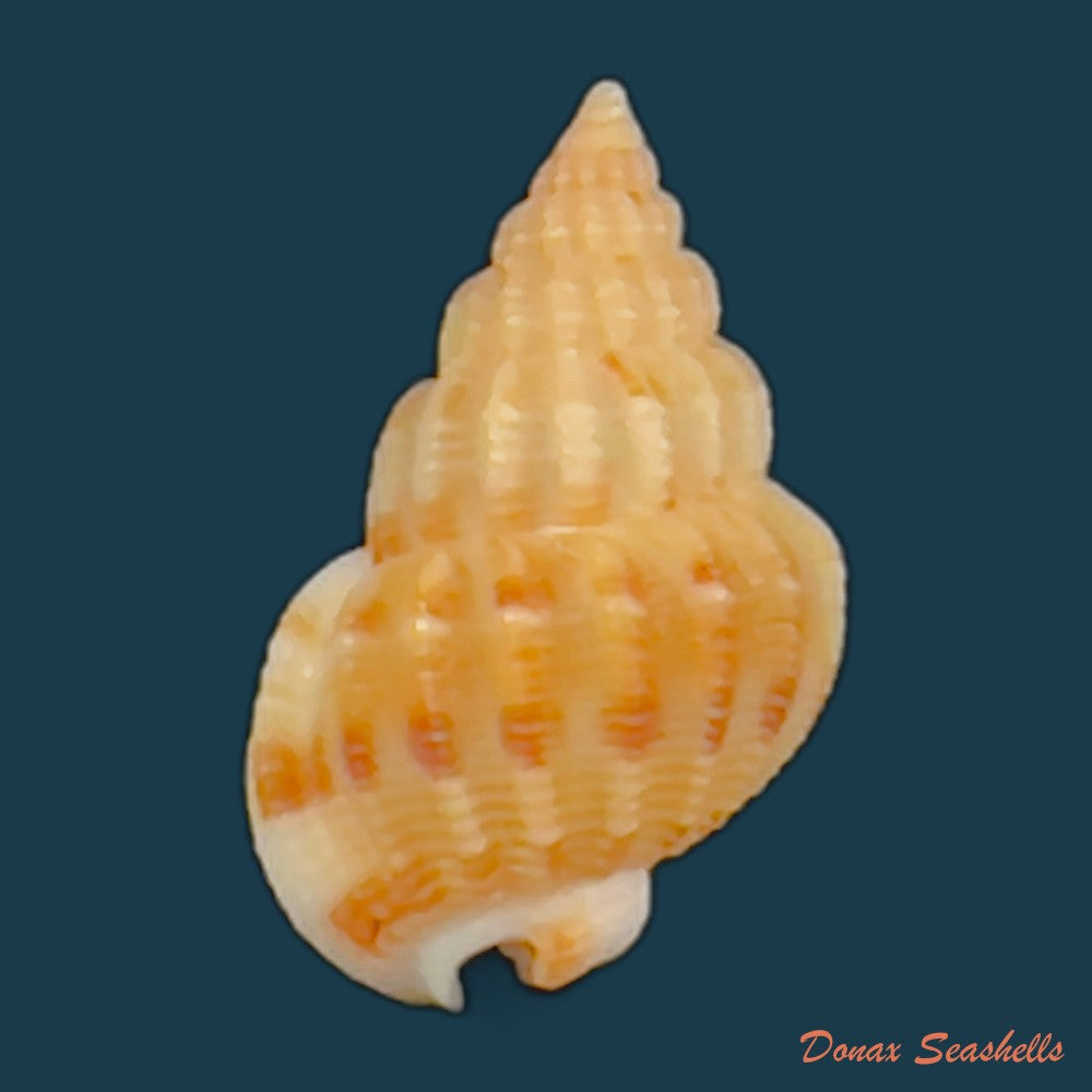 copia-de-phrontis-alba-say-1826-13-2mm