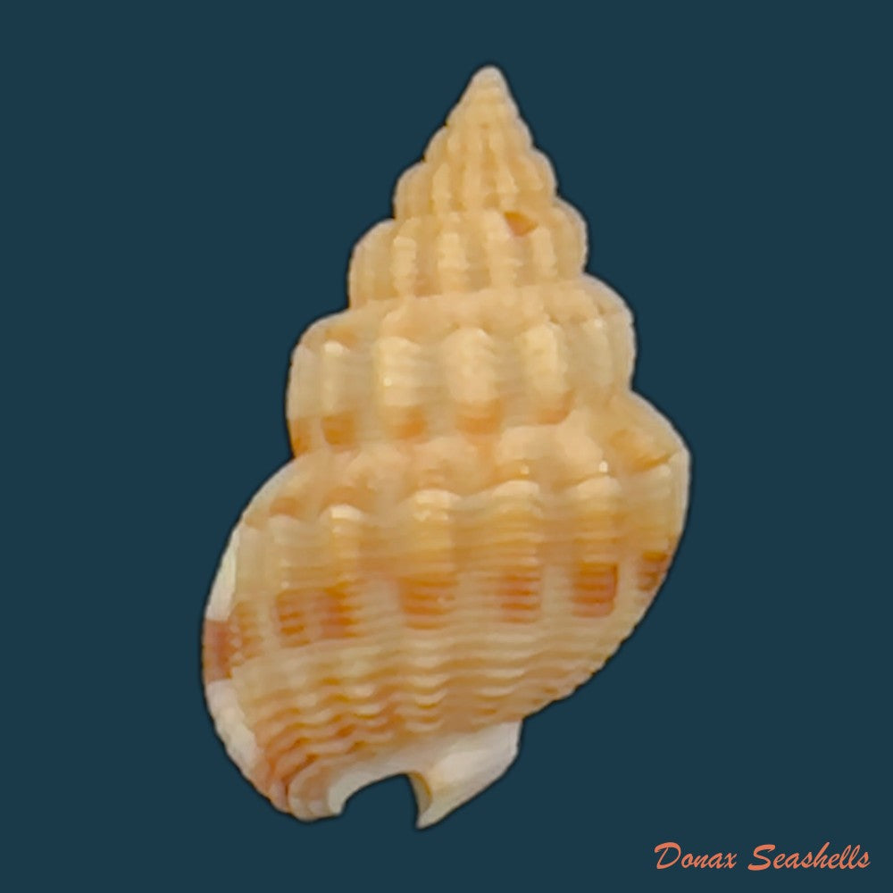 copia-de-phrontis-alba-say-1826-14-5mm