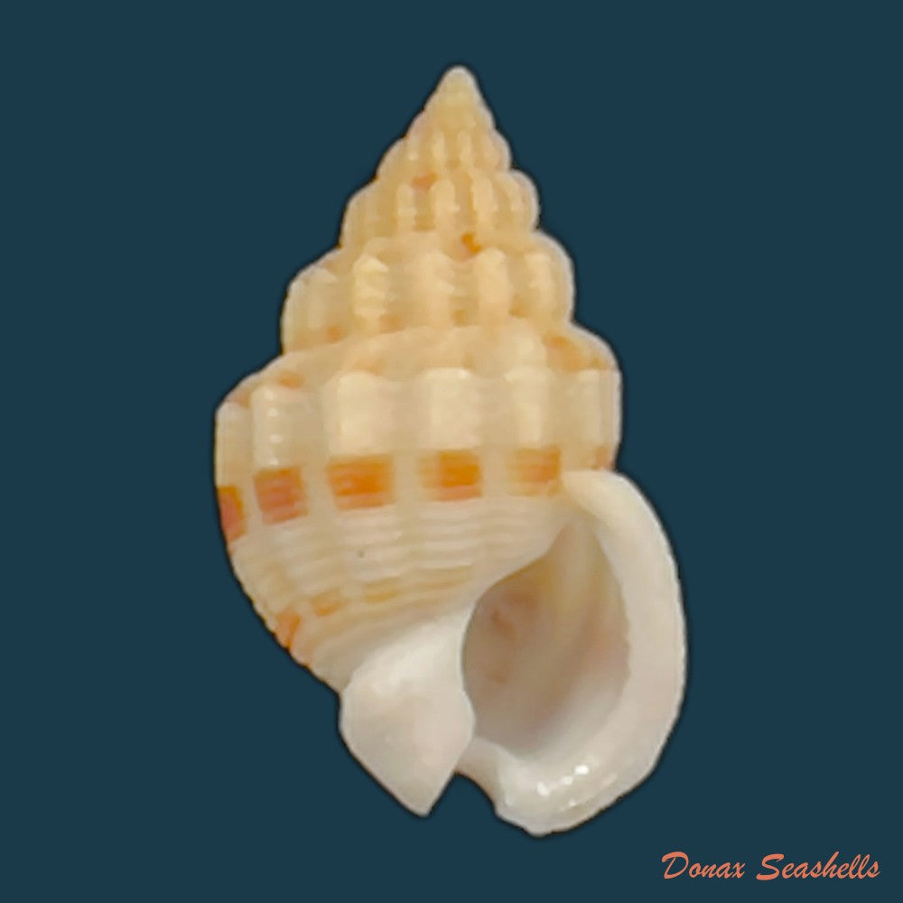 copia-de-phrontis-alba-say-1826-14-5mm