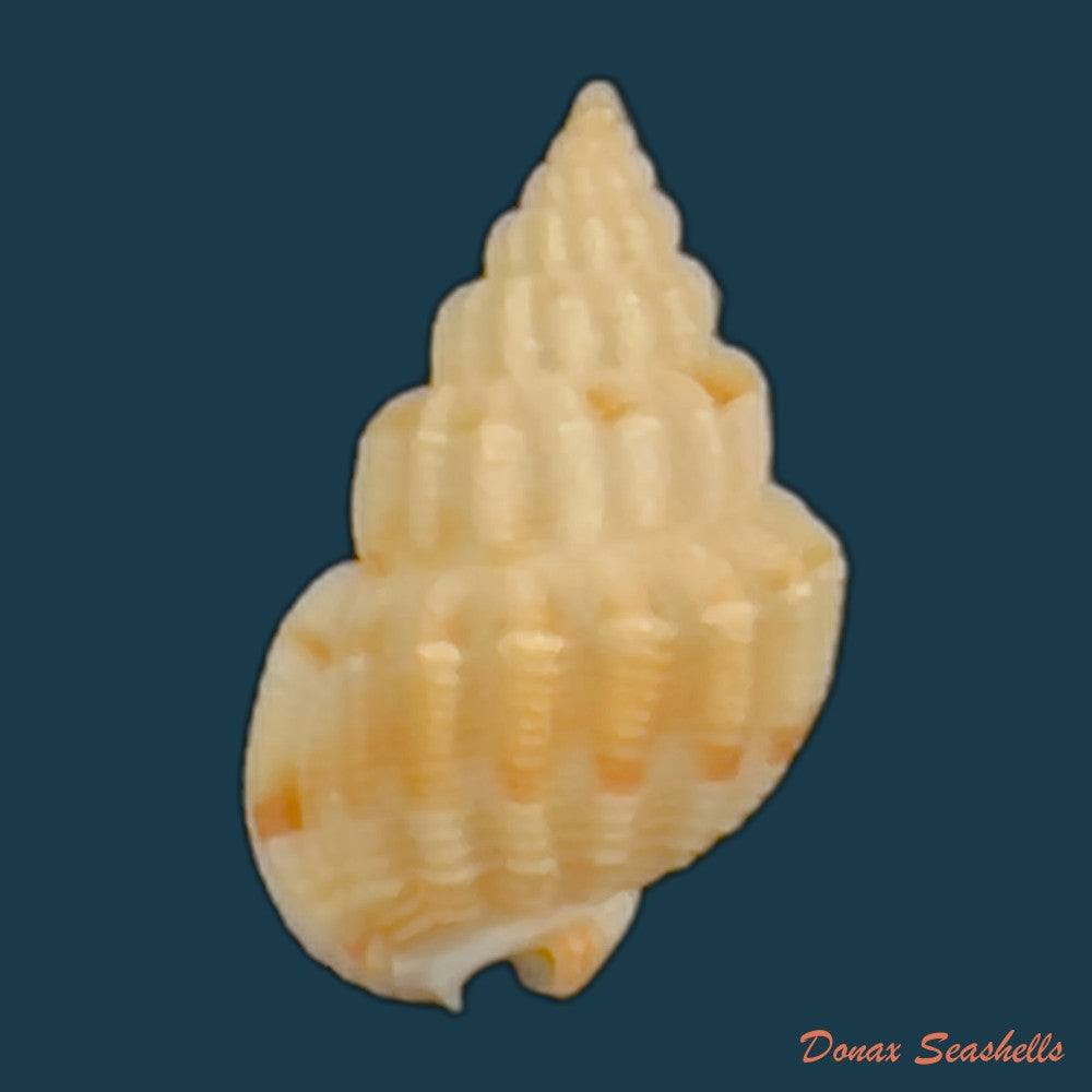 copia-de-phrontis-pagoda-reeve-1844-24-2mm-1