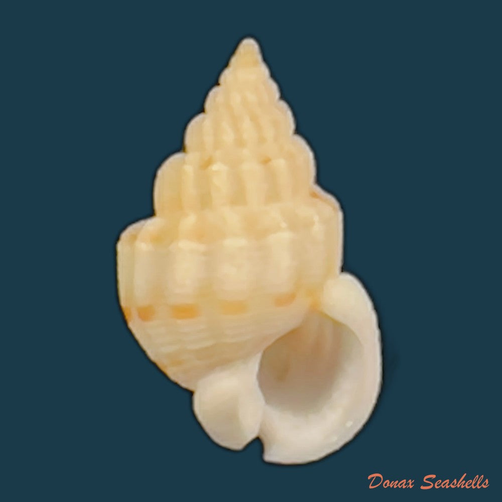 copia-de-phrontis-pagoda-reeve-1844-24-2mm-1