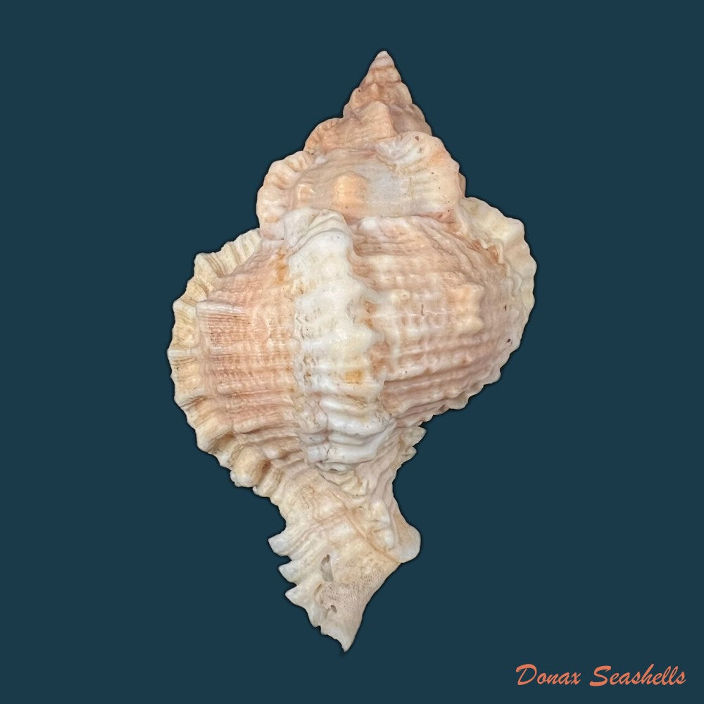 copia-de-phyllonotus-oculatus-reeve-1845-87-7mm-1