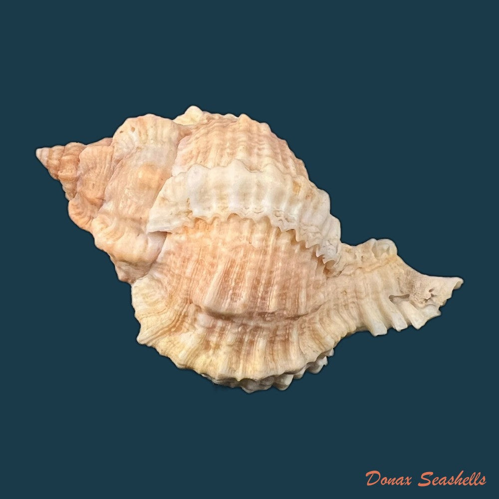 copia-de-phyllonotus-oculatus-reeve-1845-87-7mm-1