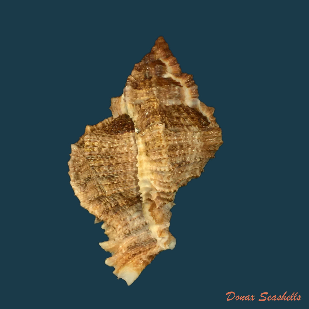 copia-de-phyllonotus-oculatus-reeve-1845-87-7mm