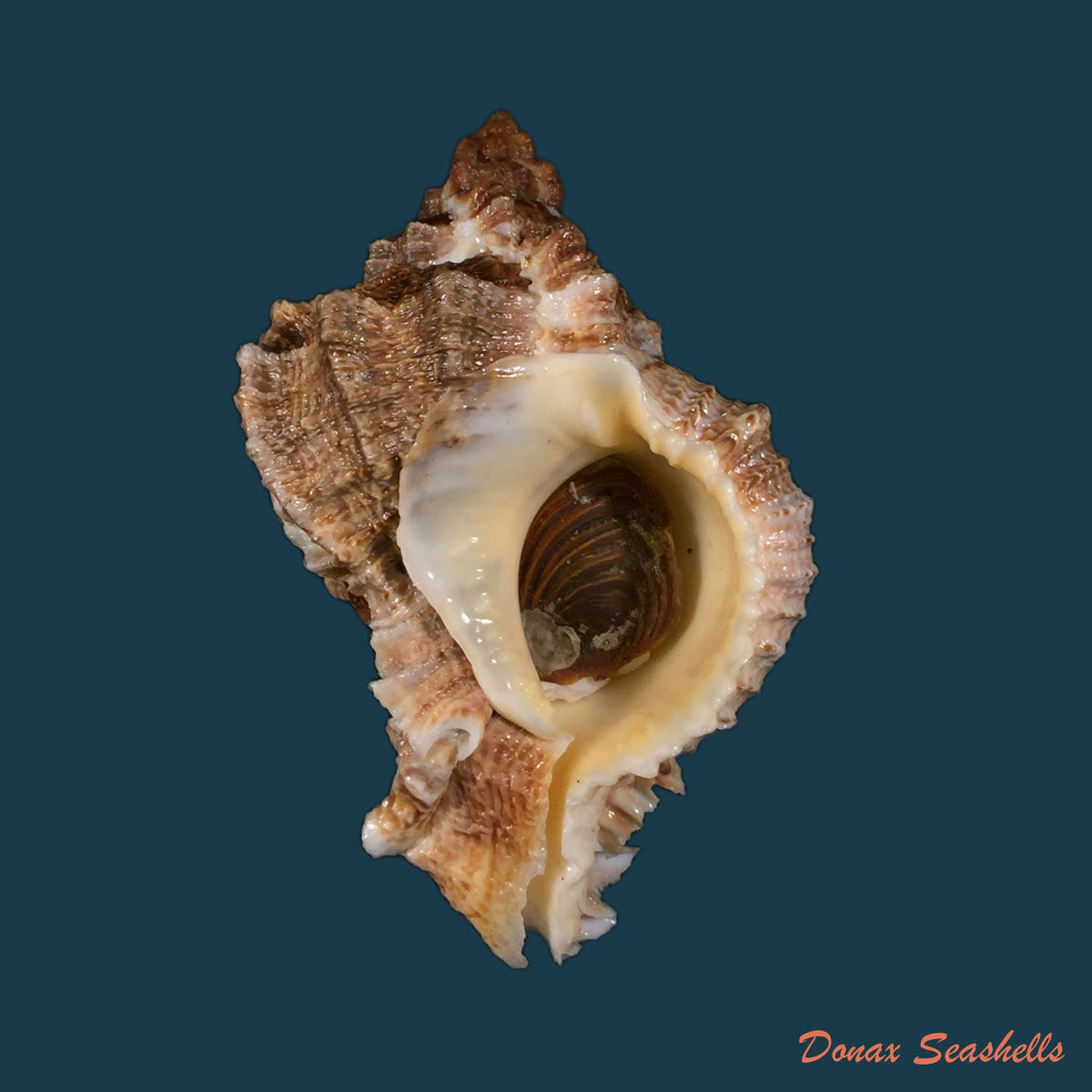 copia-de-phyllonotus-oculatus-reeve-1845-87-7mm