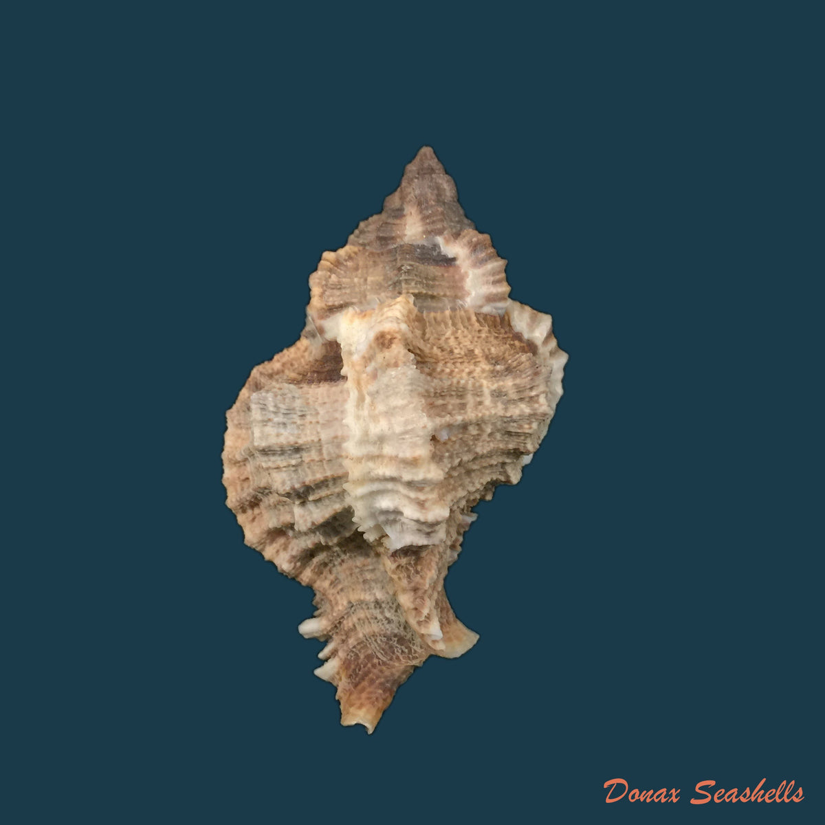 copia-de-phyllonotus-pomum-gmelin-1791-77-9mm-1