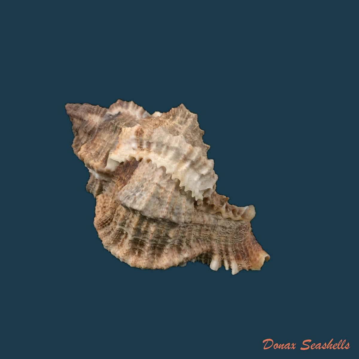 copia-de-phyllonotus-pomum-gmelin-1791-77-9mm-1