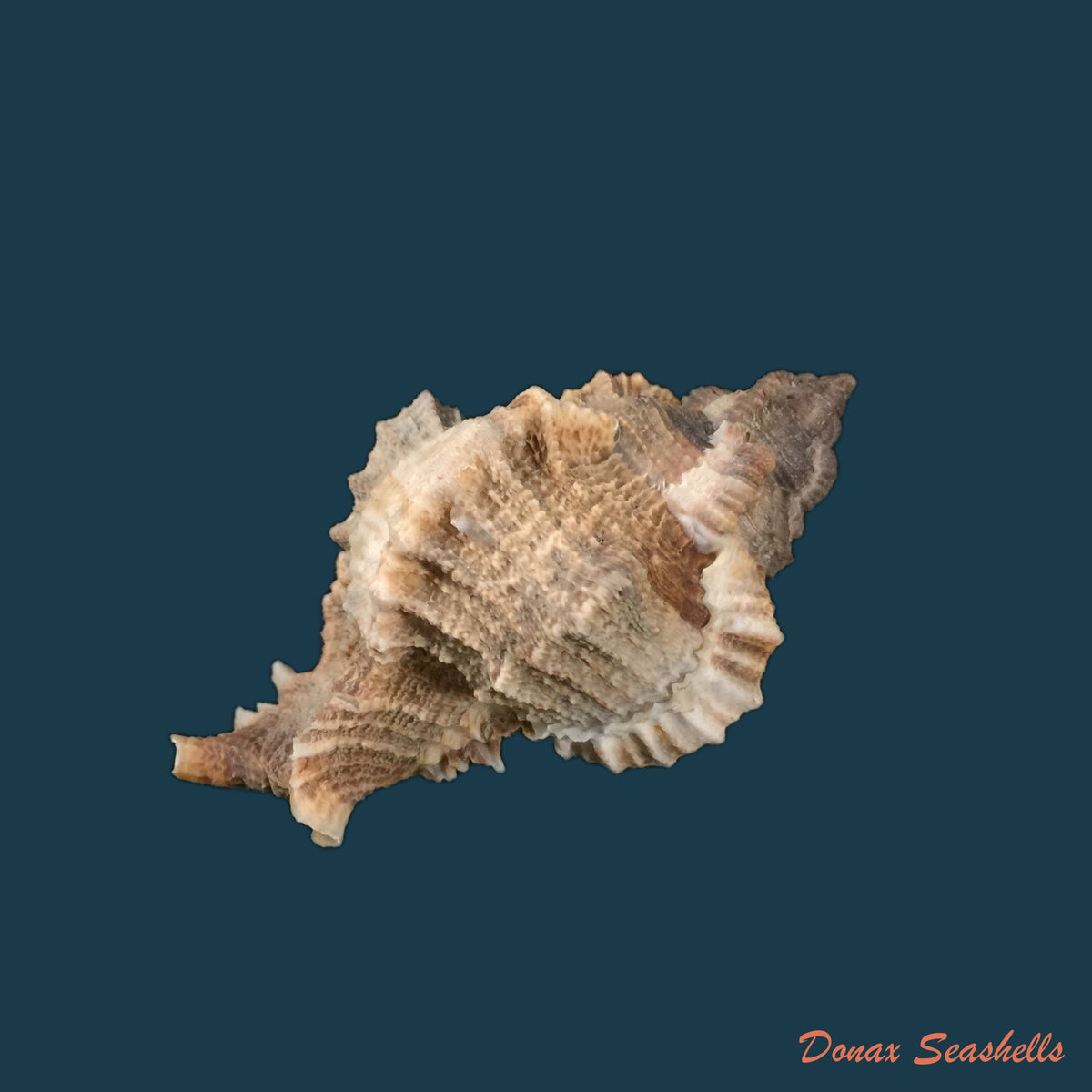 copia-de-phyllonotus-pomum-gmelin-1791-77-9mm-1