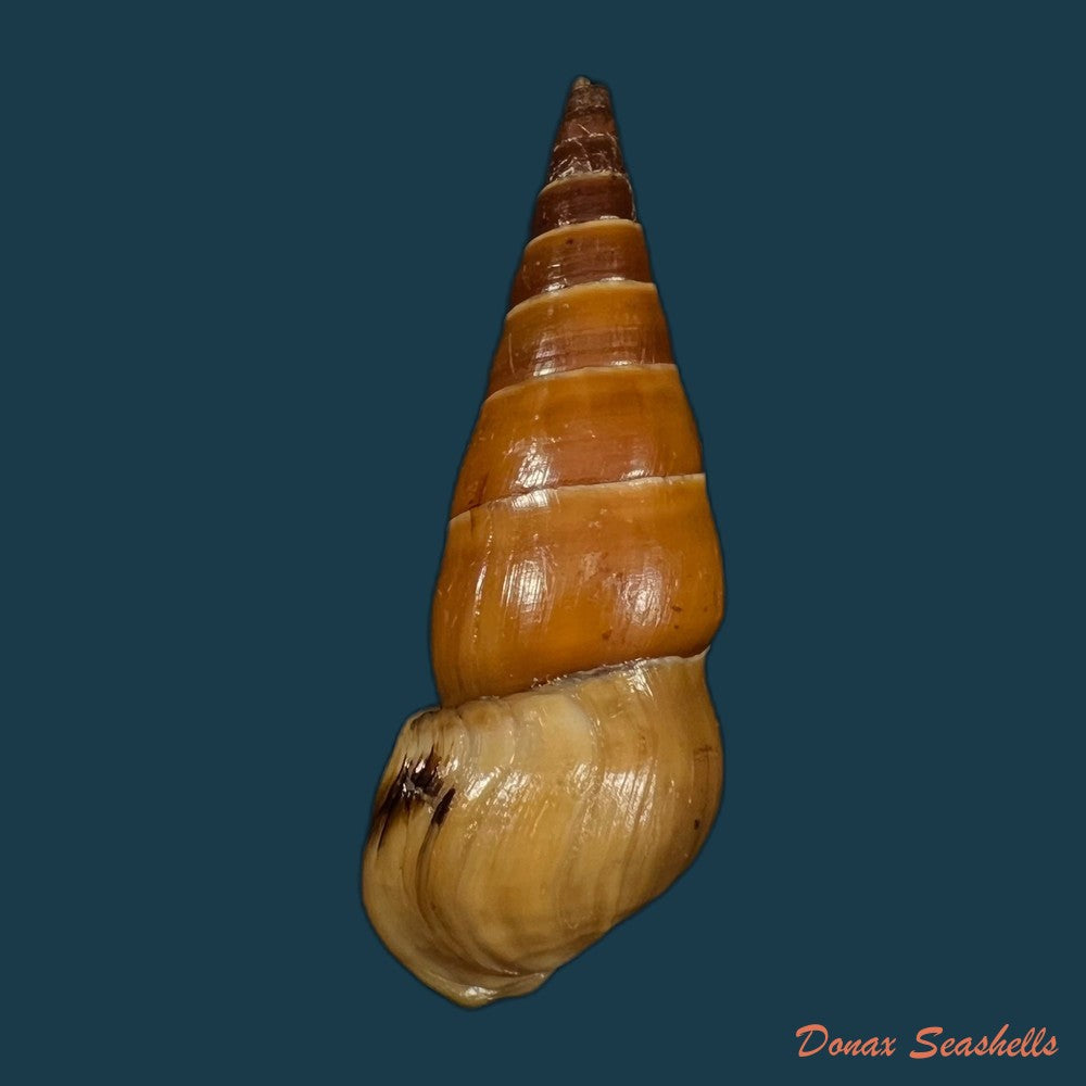copia-de-pirena-bicarinata-grateloup-1840-53-5mm