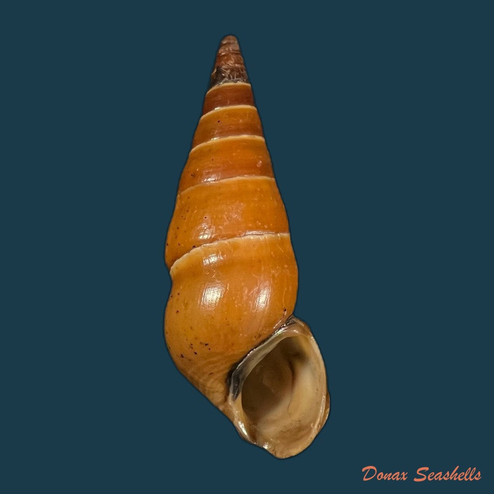 copia-de-pirena-bicarinata-grateloup-1840-53-5mm