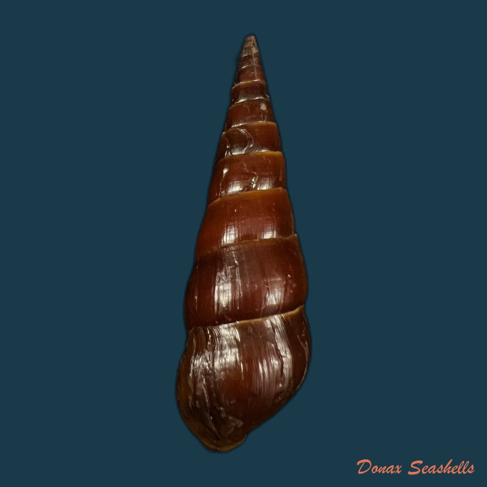 copia-de-pirena-bicarinata-grateloup-1840-54-3mm