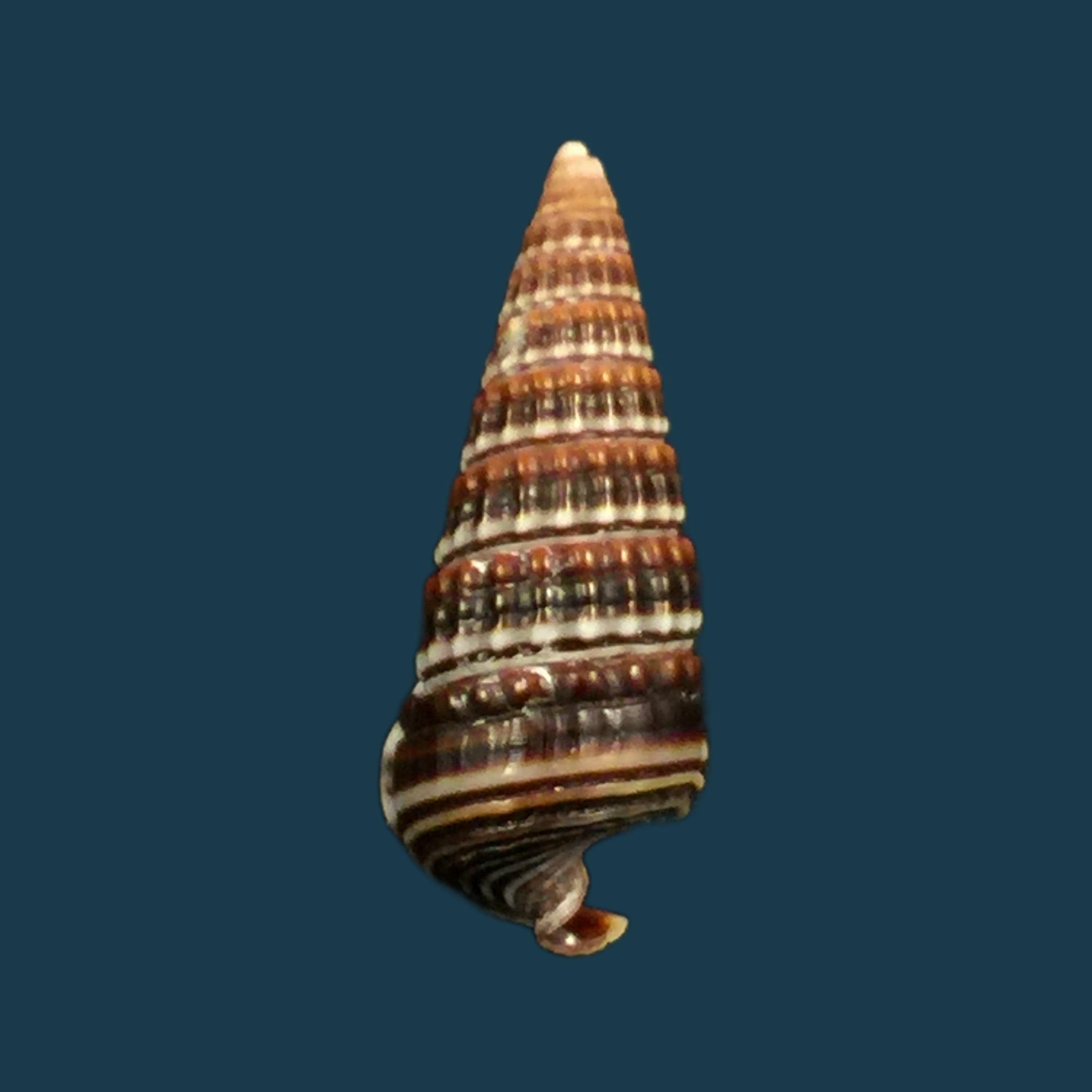 Pirenella cingulata（Gmelin，1791）