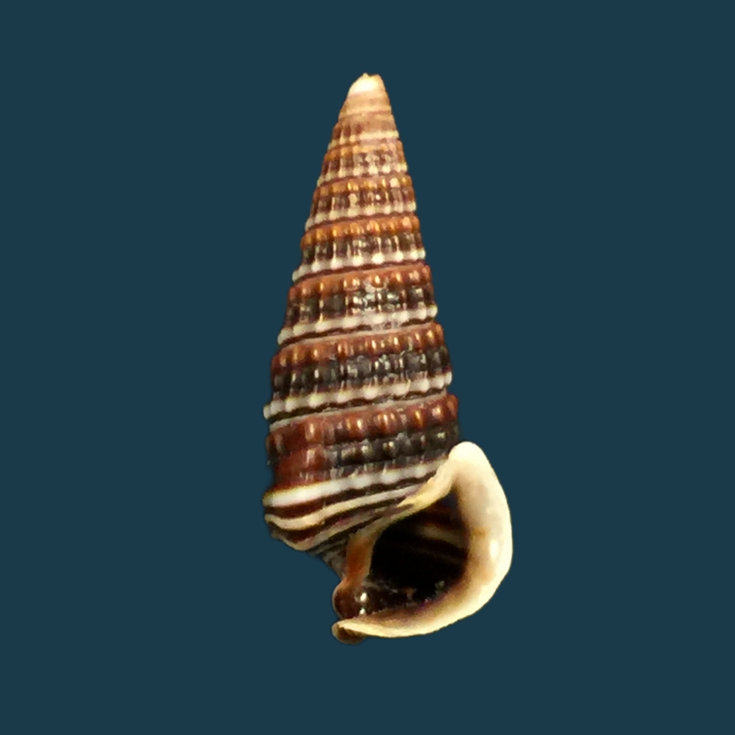 Pirenella cingulata（Gmelin，1791）