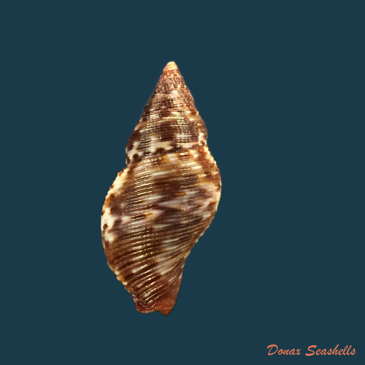copia-de-pisania-pusio-linnaeus-1758-24-4mm-1