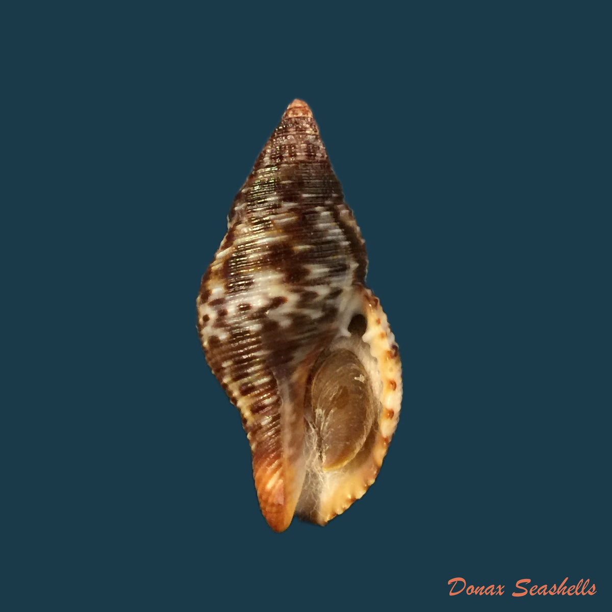 copia-de-pisania-pusio-linnaeus-1758-24-4mm-1