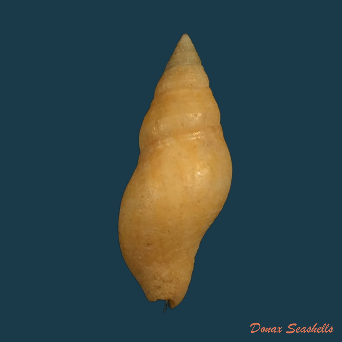 copia-de-pisania-pusio-linnaeus-1758-27-5mm-1