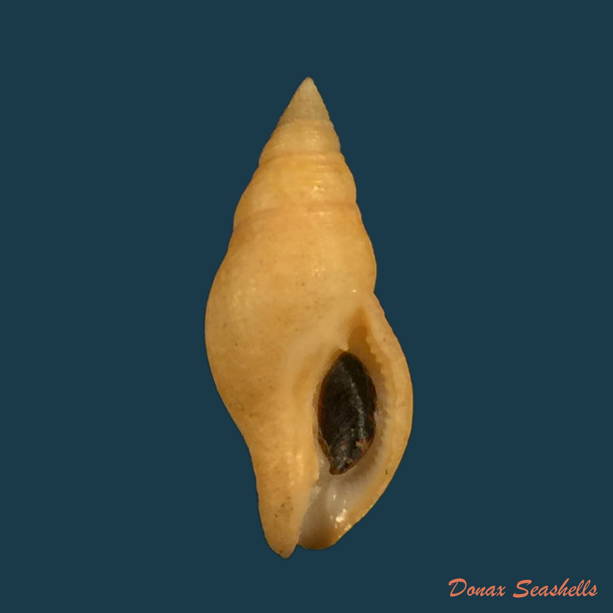 copia-de-pisania-pusio-linnaeus-1758-27-5mm-1