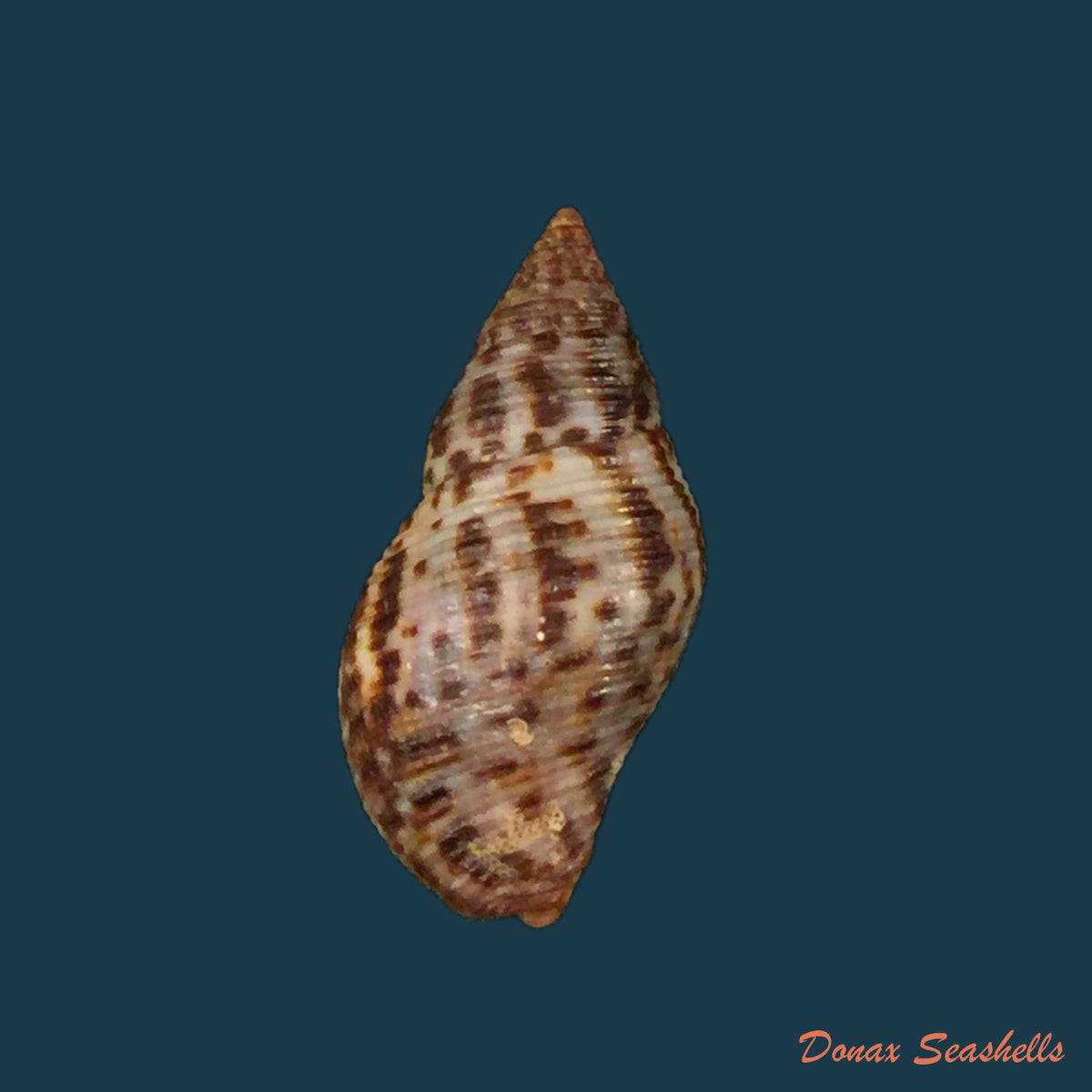 copia-de-pisania-pusio-linnaeus-1758-27-5mm