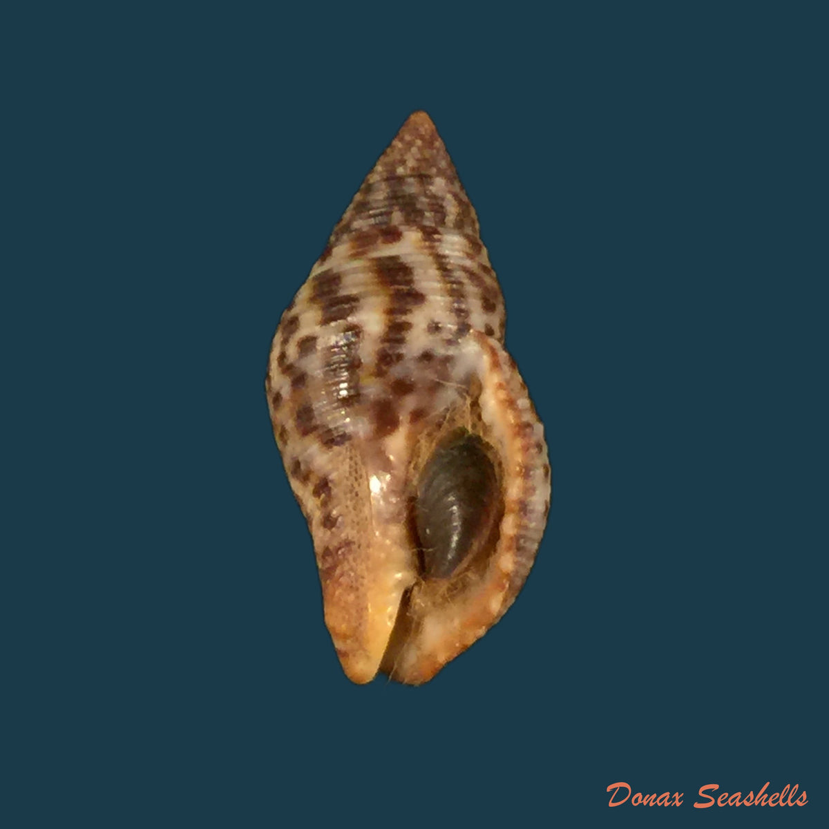 copia-de-pisania-pusio-linnaeus-1758-27-5mm
