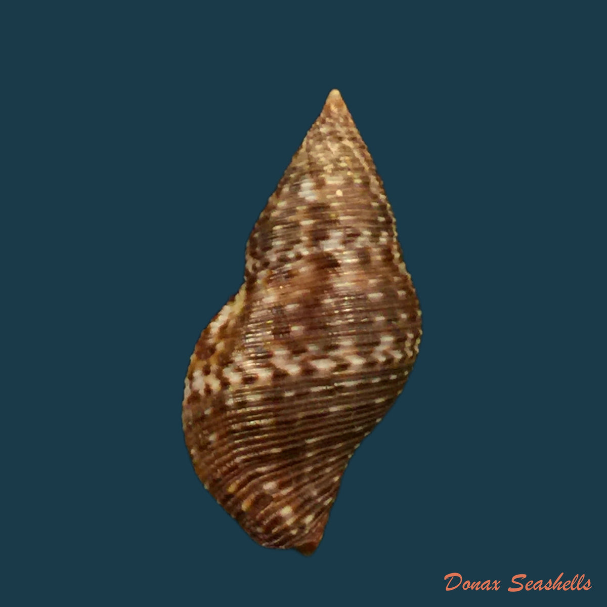 copia-de-pisania-pusio-linnaeus-1758-27-9mm-1
