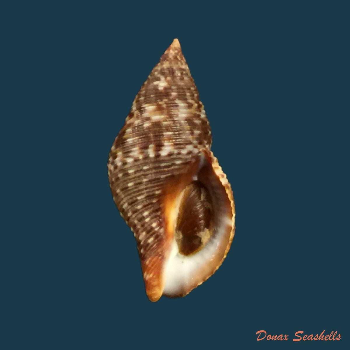 copia-de-pisania-pusio-linnaeus-1758-27-9mm-1