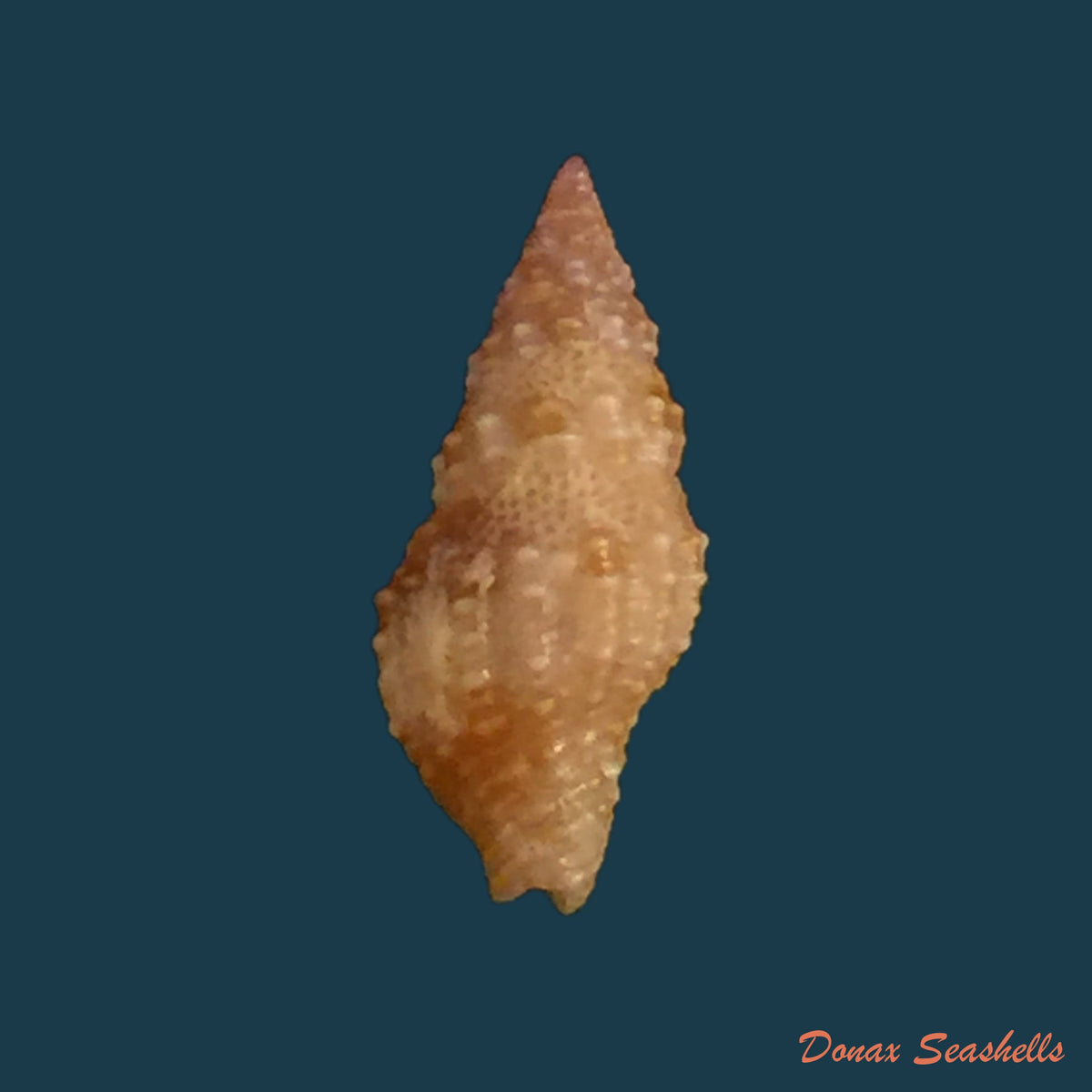 copia-de-pisania-tinctus-conrad-1846-24-4mm
