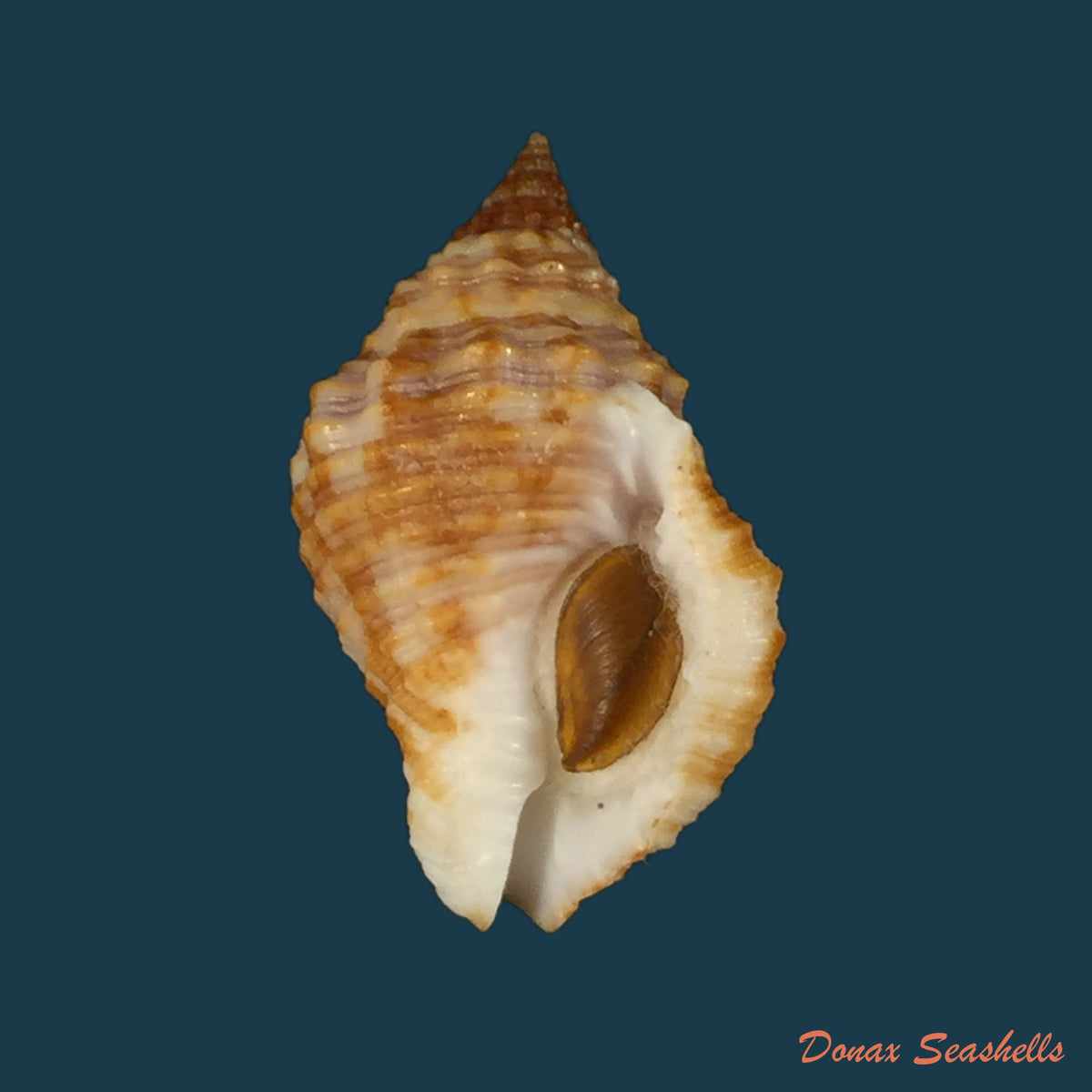 copia-de-pisania-tinctus-conrad-1846-24-8mm