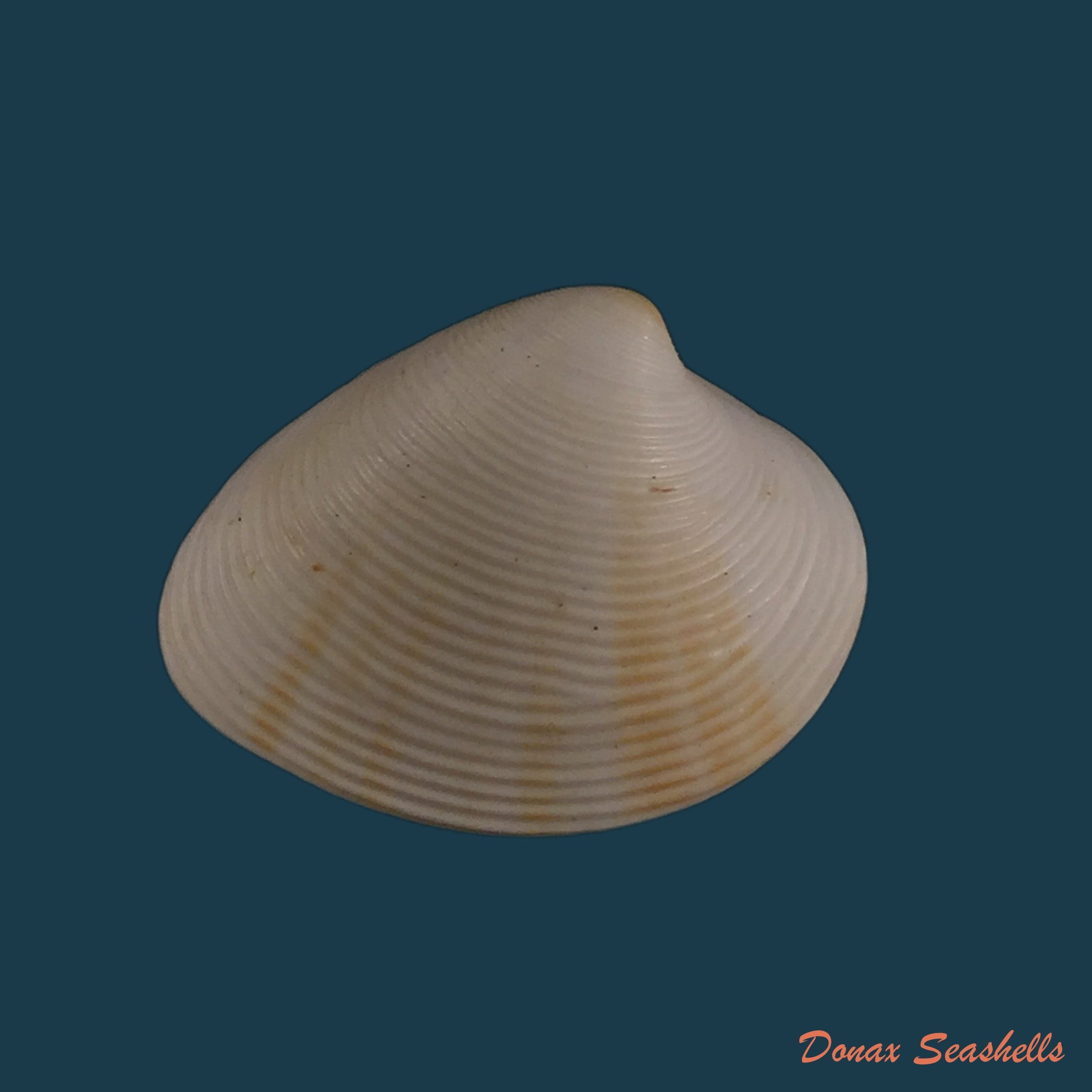copia-de-pitar-concinnus-sowerby-1835-20-8mm