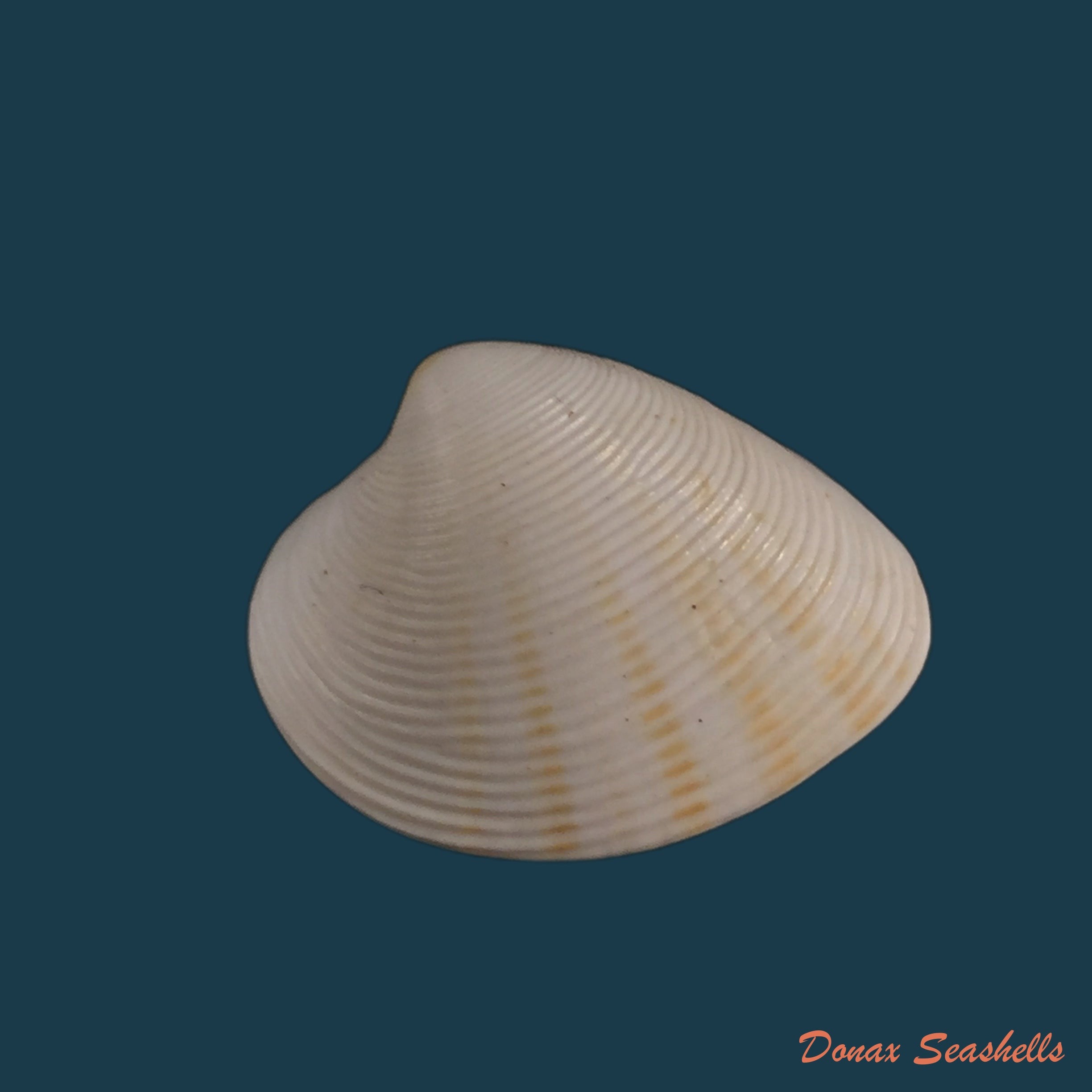 copia-de-pitar-concinnus-sowerby-1835-20-8mm
