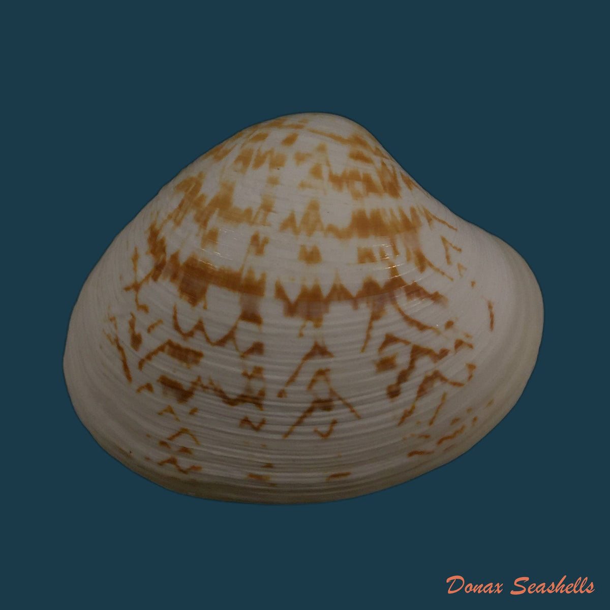 copia-de-pitar-concinnus-sowerby-1835-21mm