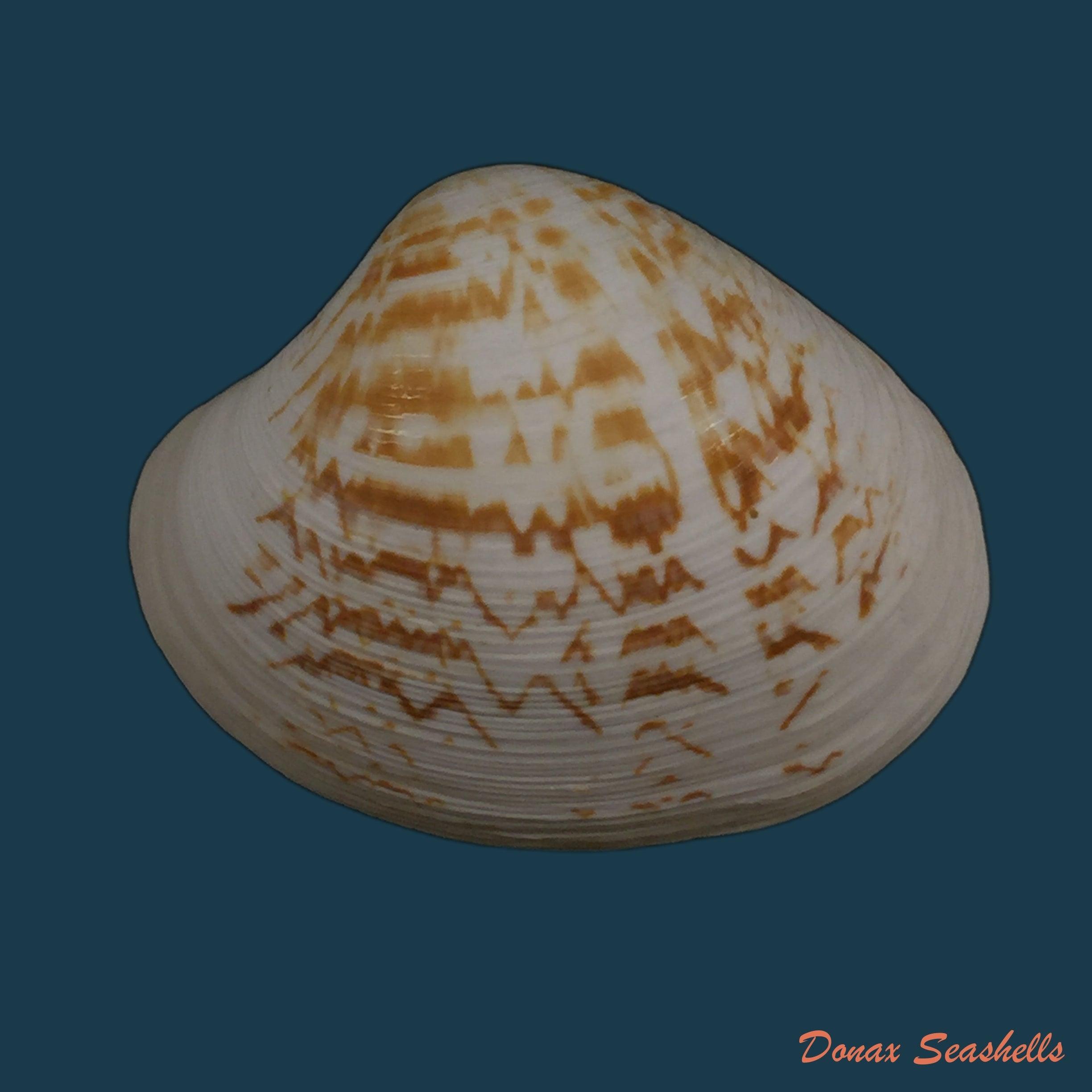 copia-de-pitar-concinnus-sowerby-1835-21mm
