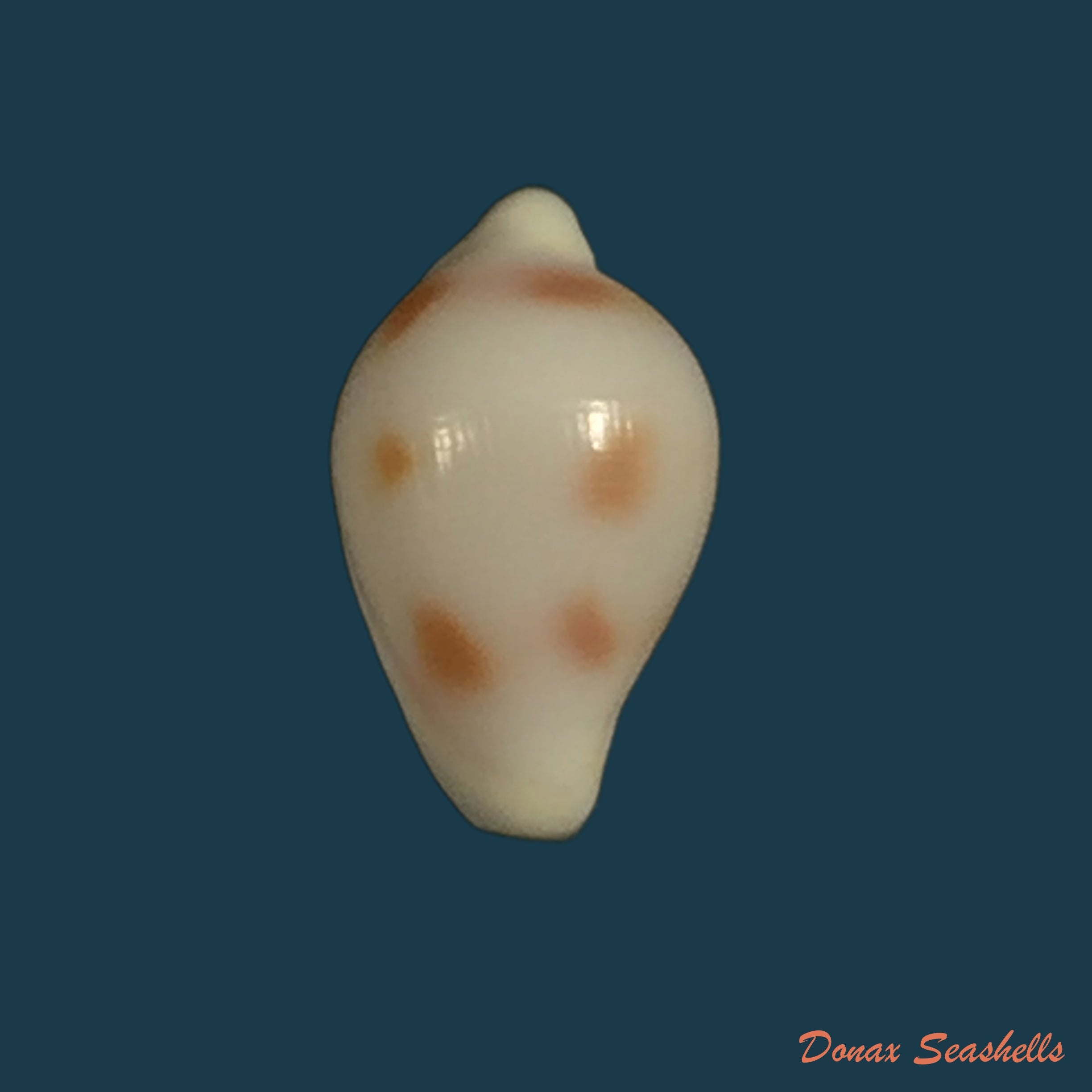 copia-de-pitar-fulminantus-menke-1828