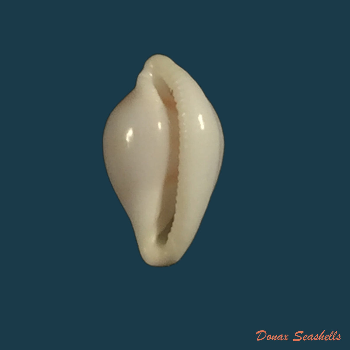copia-de-pitar-fulminantus-menke-1828